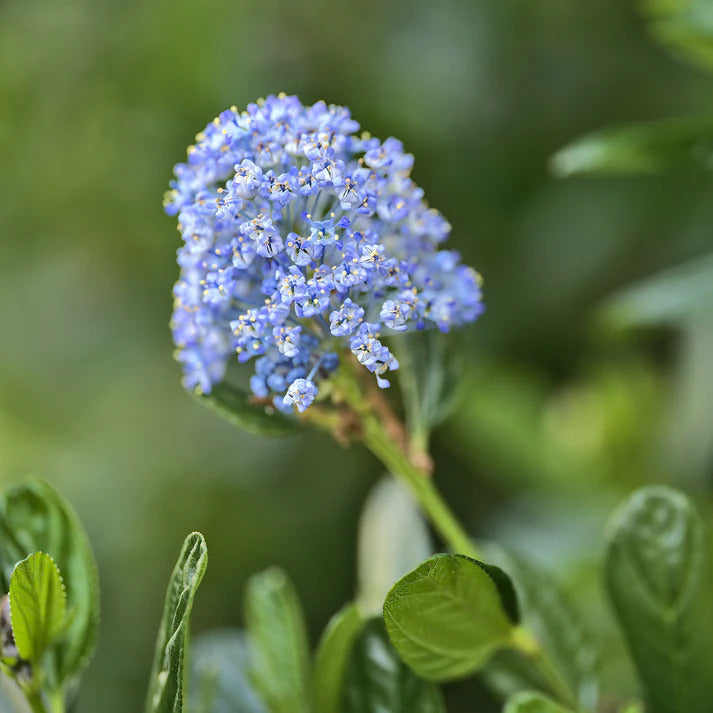 Ceanothus impressus victoria, ceanothus x pallidus - Collection de 2 Céanothes - Céanothes - Lilas de Californie