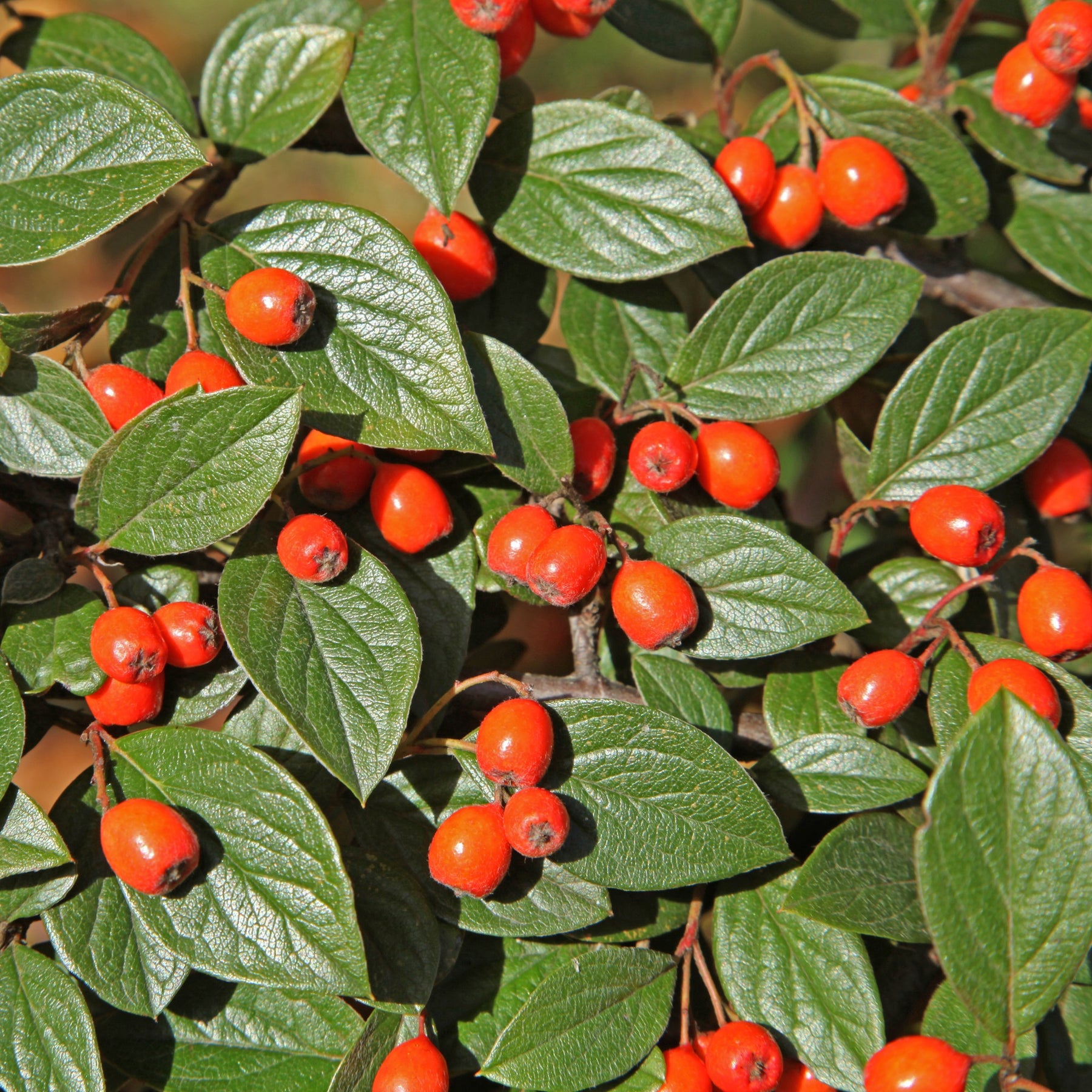 Cotoneaster franchetii - Willemse