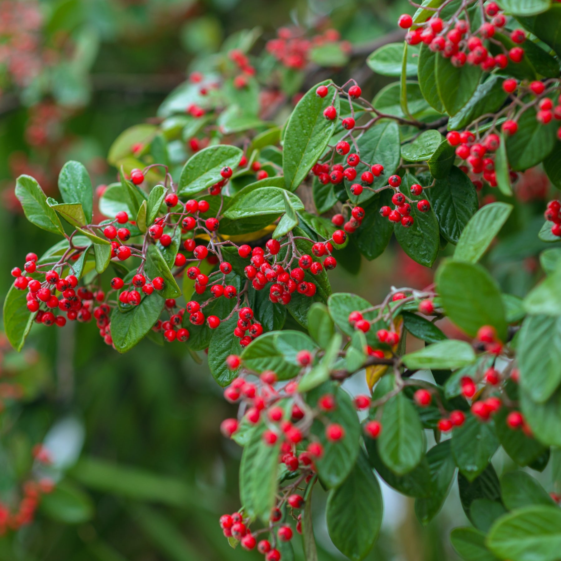 Cotoneaster franchetii - Cotoneaster franchetii - Willemse