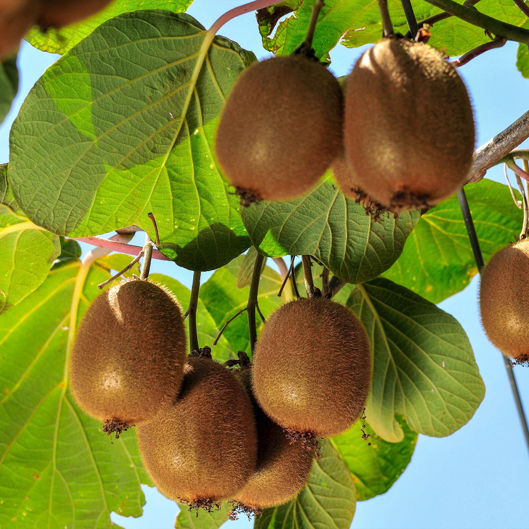 Actinidia deliciosa Solissimo ® Renact - Kiwi autofertile Solissimo Renact - Actinidia Kiwi