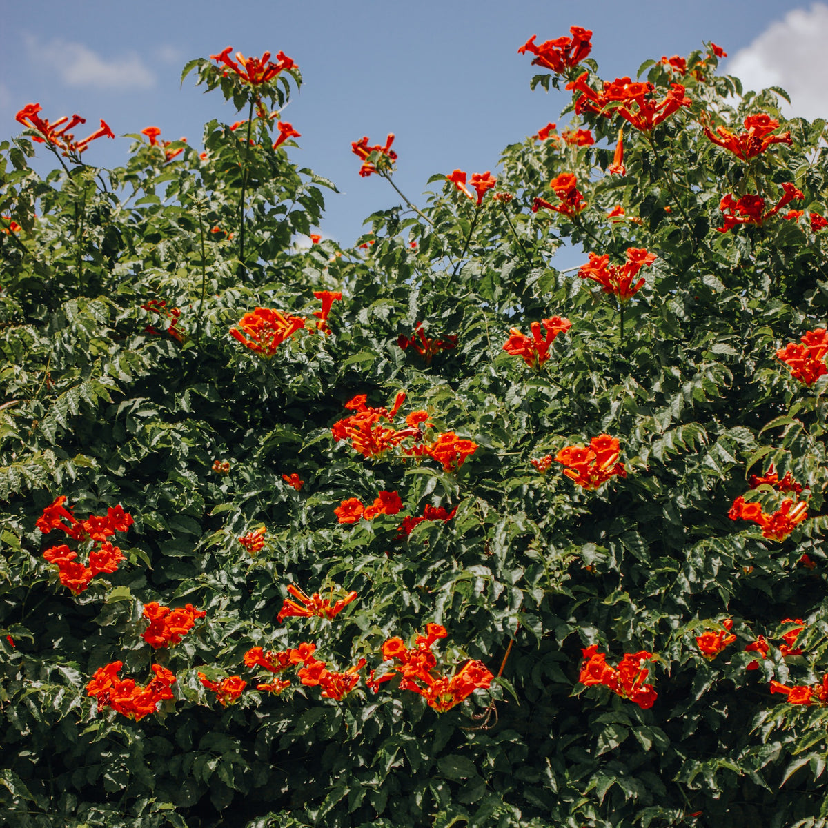 Collection de Bignone et Chèvrefeuille - Campsis radicans stromboli, lonicera periclymenum - Willemse