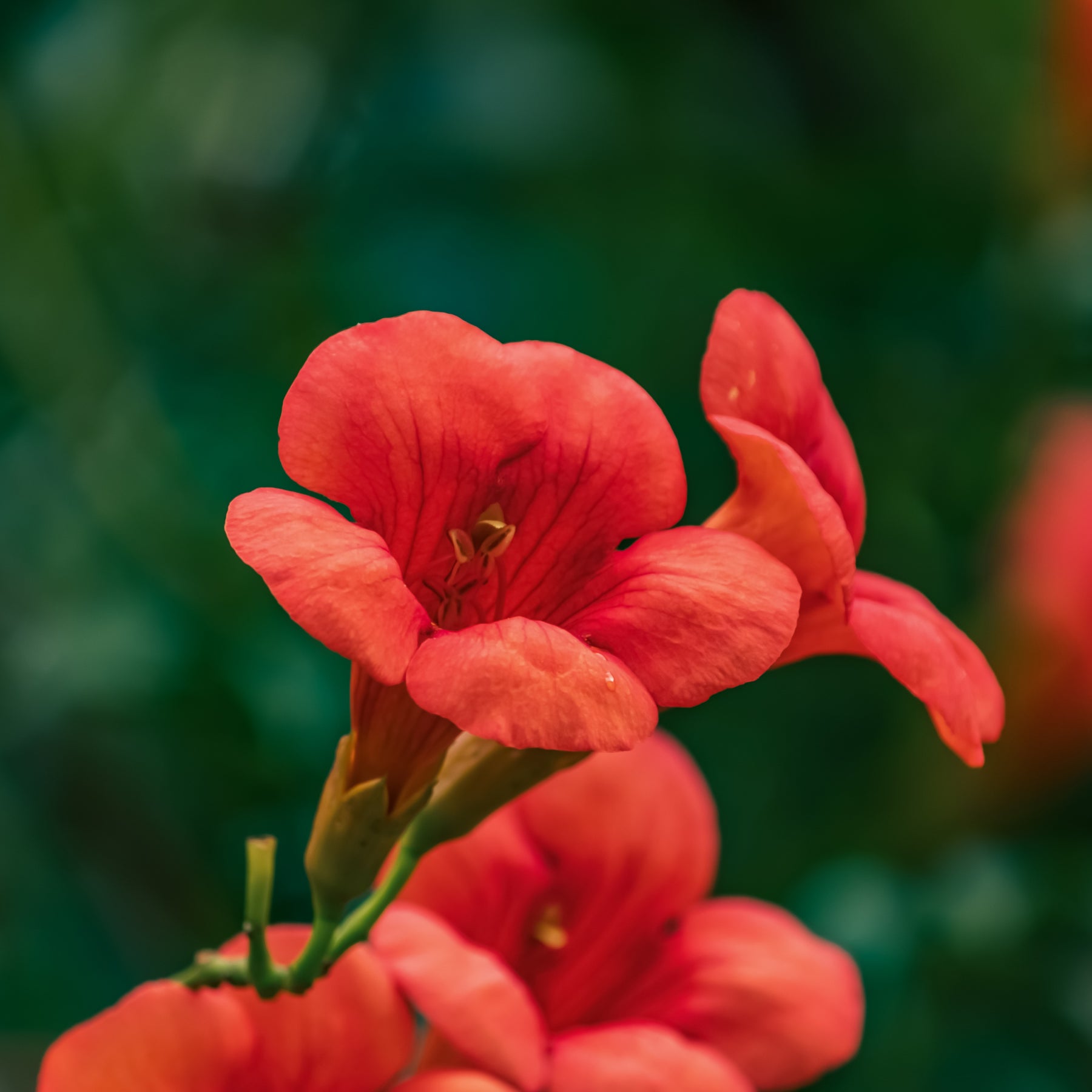 Campsis radicans stromboli - Bignone Stromboli - Bignone
