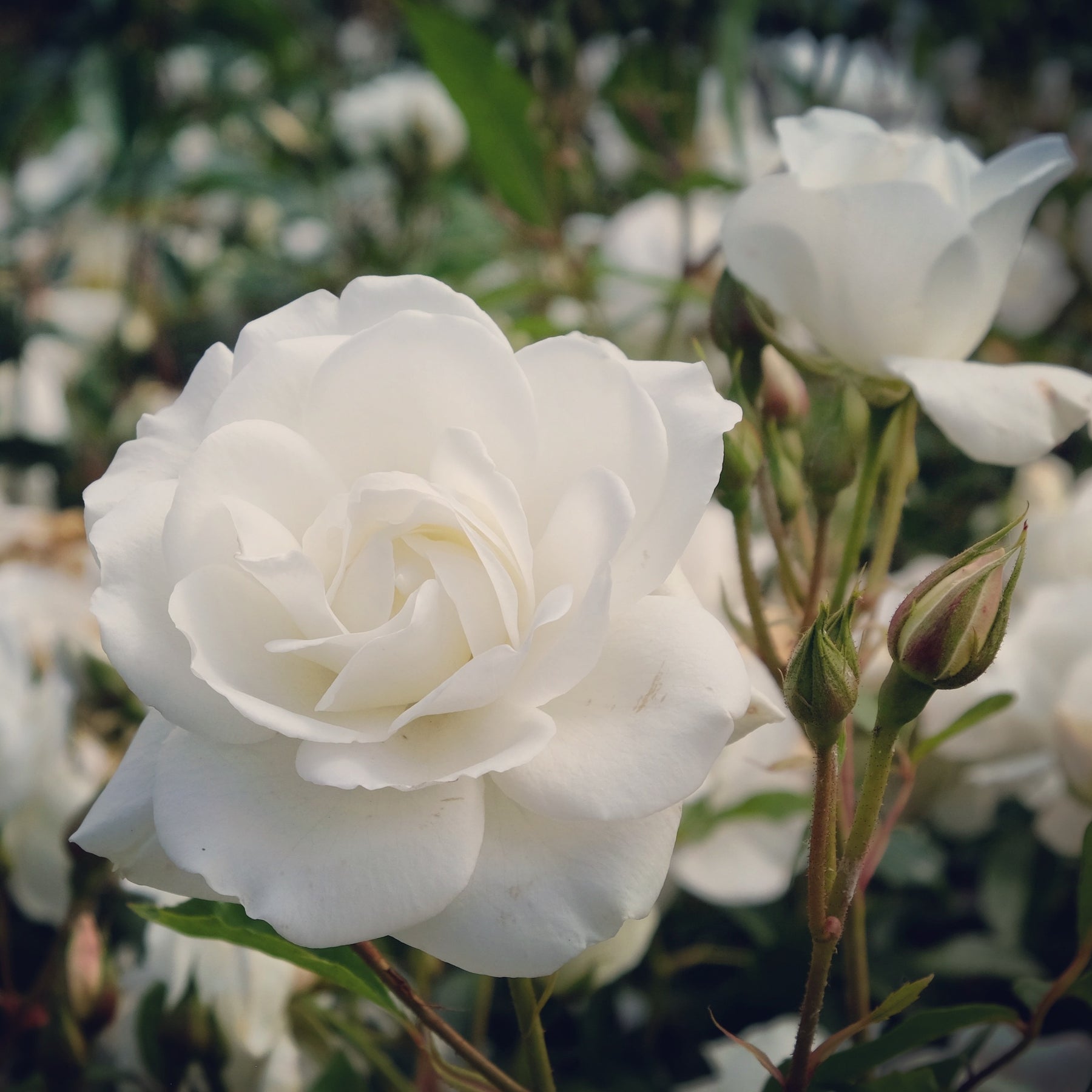 Rosa korbin - Rosier sur tige Korbin - Rosiers sur tige