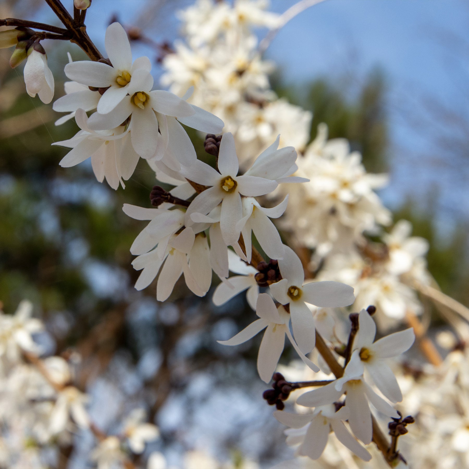 Forsythias - Forsythias blanc et rose - Abeliophyllum distichum