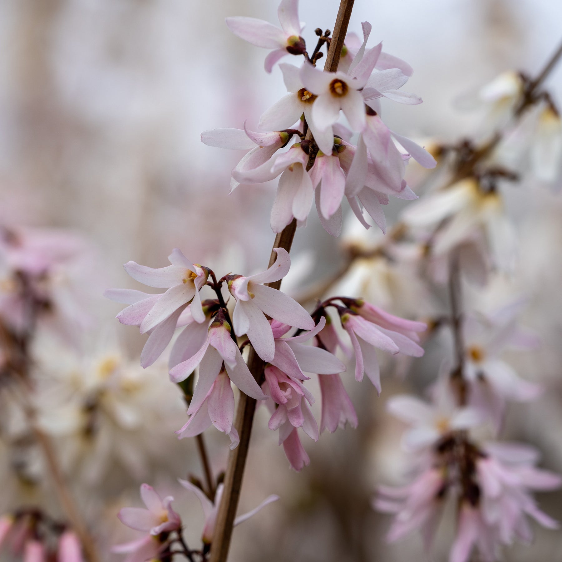 Vente Forsythias blanc et rose - Abeliophyllum distichum