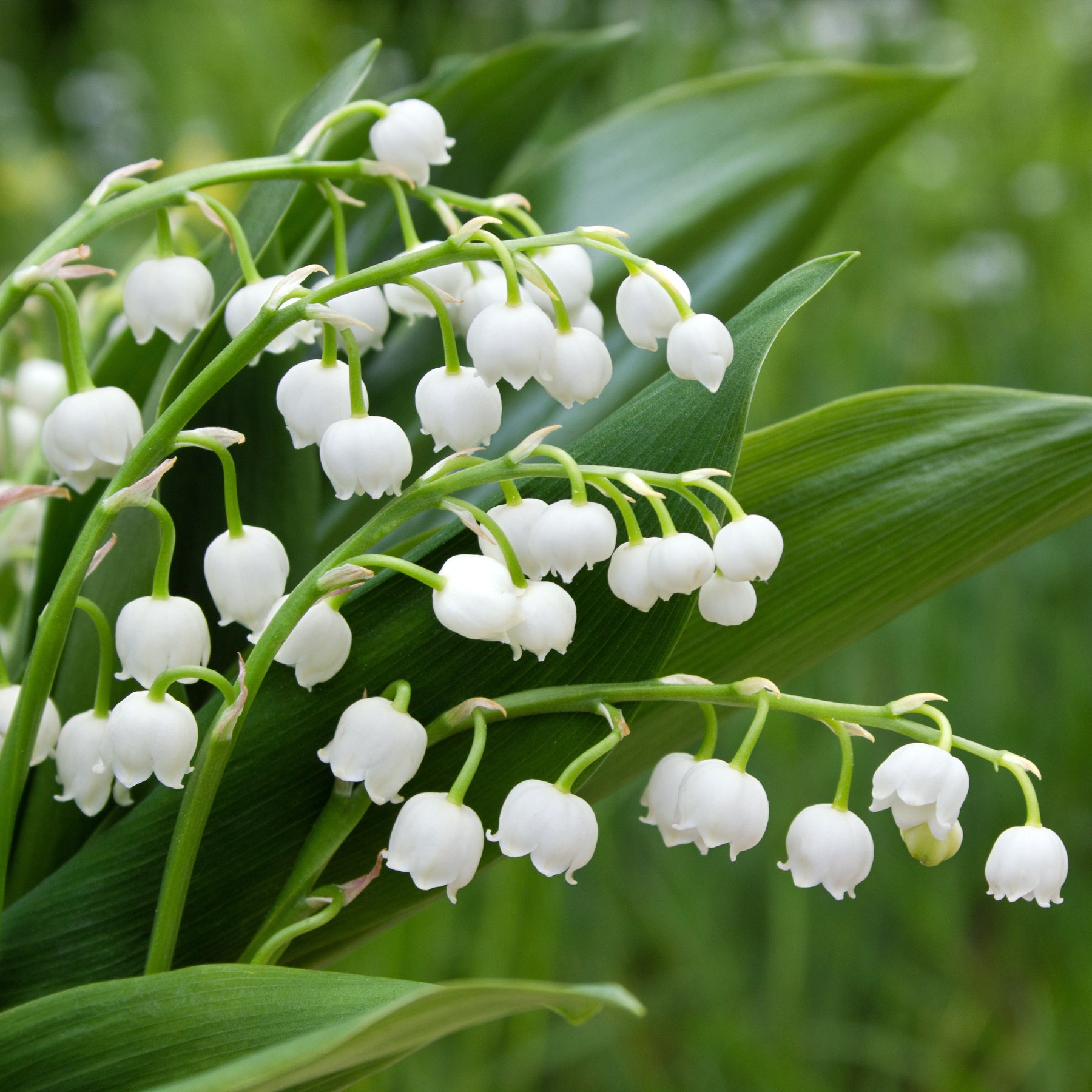 Vente Muguet blanc - Convallaria majalis