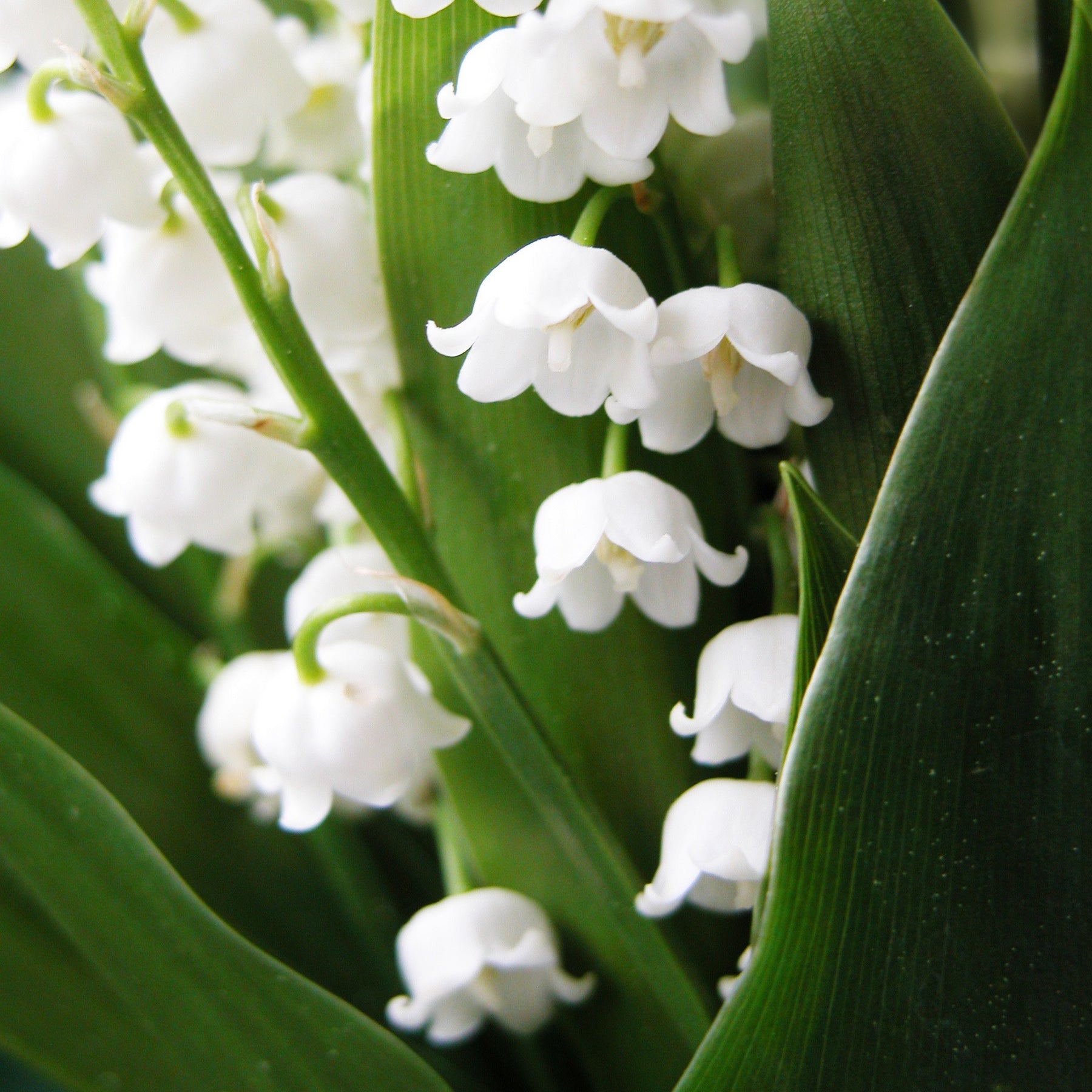 Vente Muguet blanc
