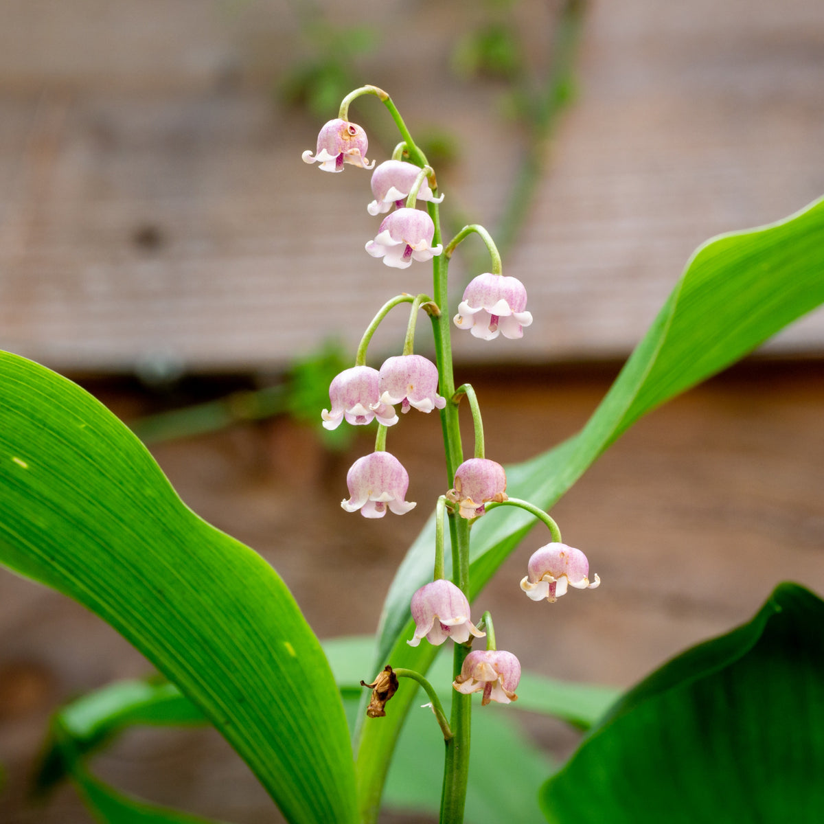 Muguet rose - Convallaria majalis Rosea - Willemse