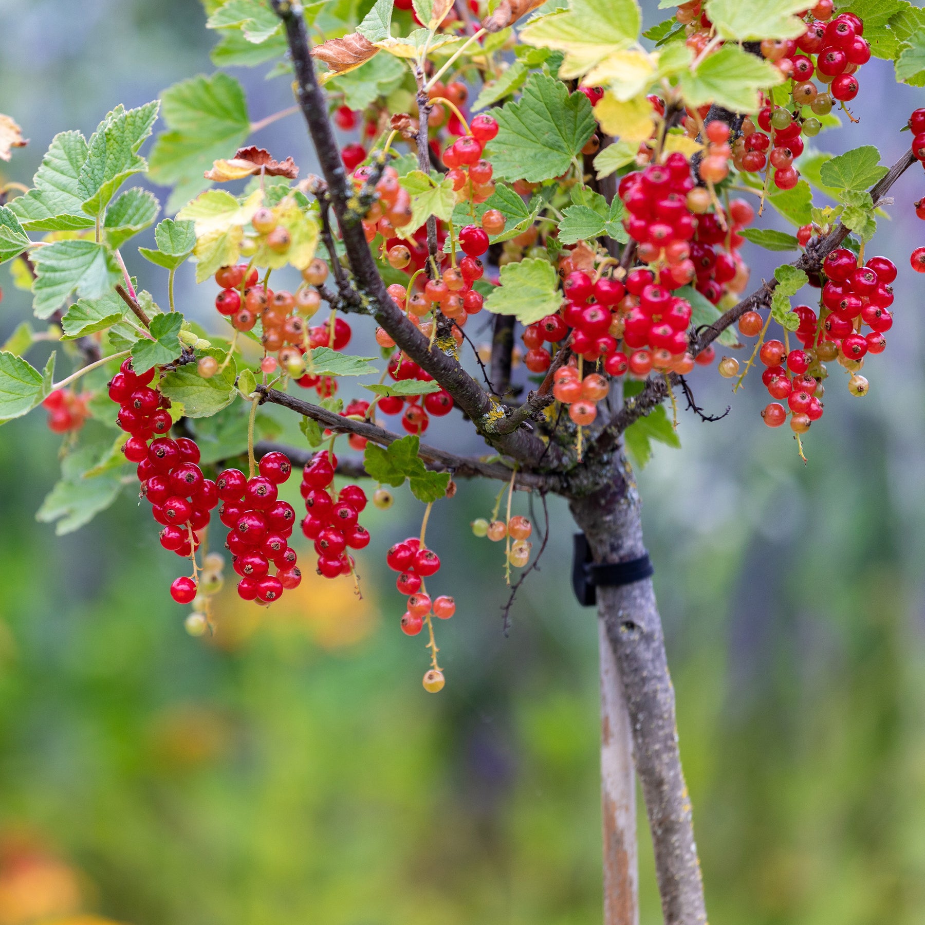 Groseillier - Groseillier rouge sur tige - Ribes rubrum Jonkheer van Tets