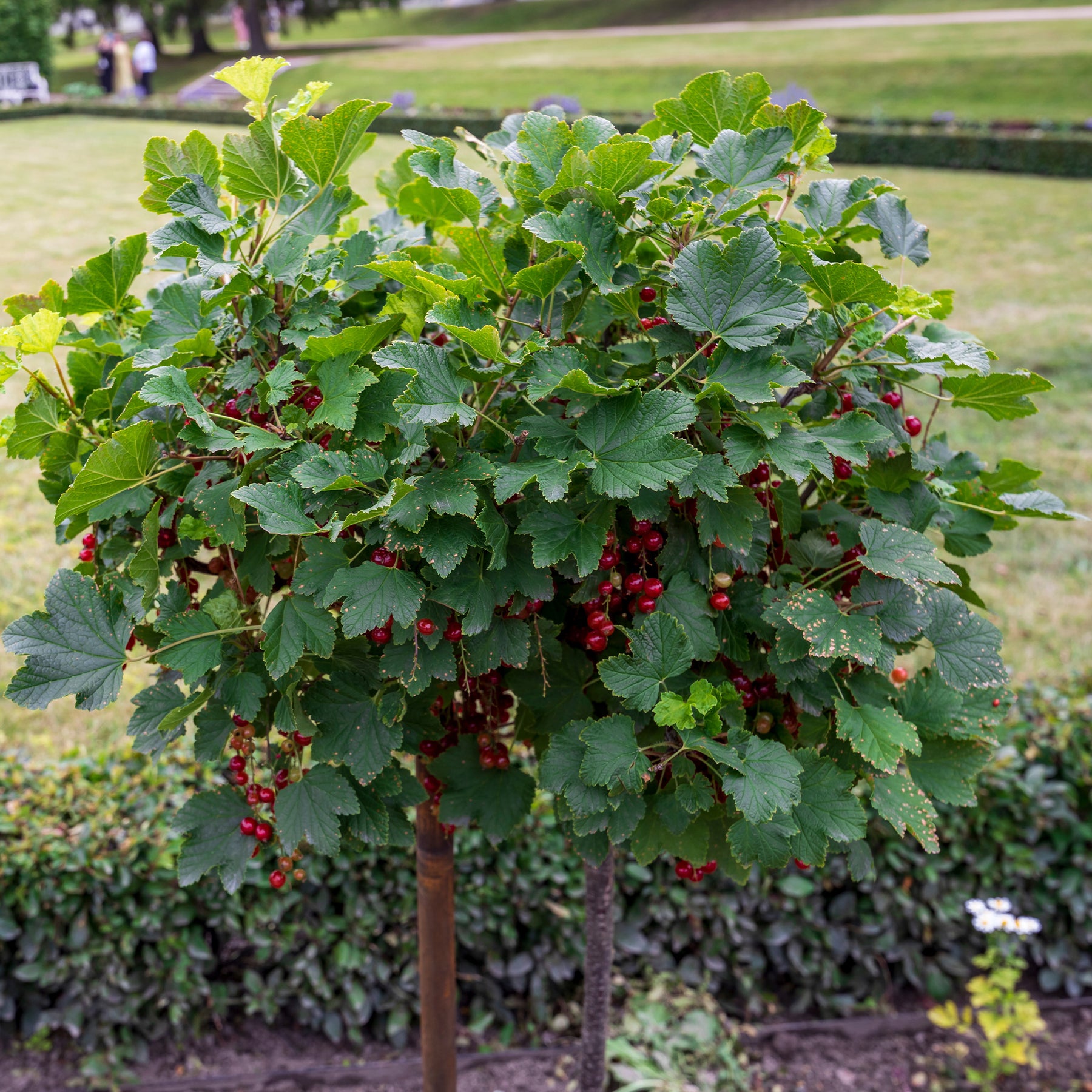 Vente Groseillier rouge sur tige - Ribes rubrum Jonkheer van Tets