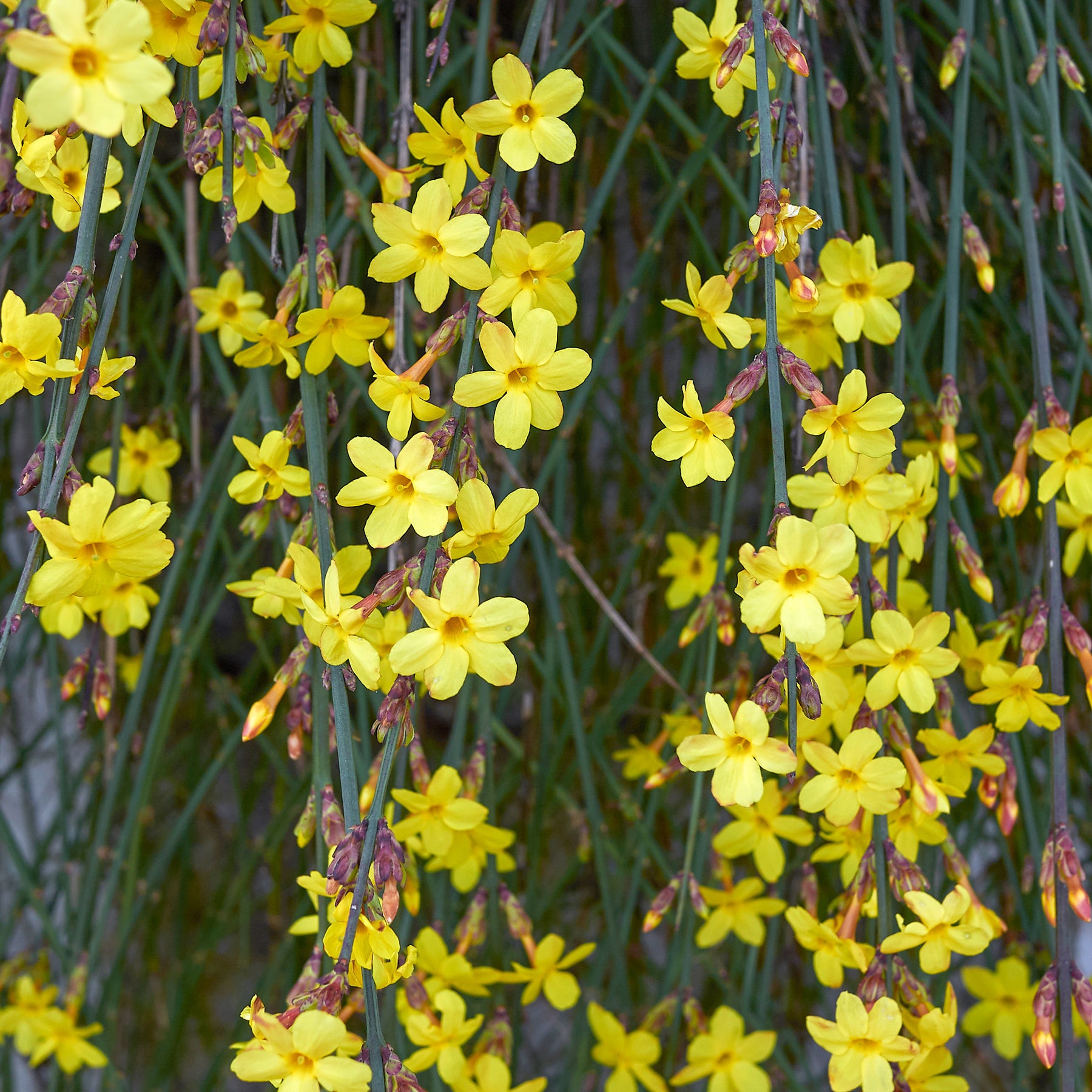 Jasminum nudiflorum - Jasmin d'hiver - Jasmins