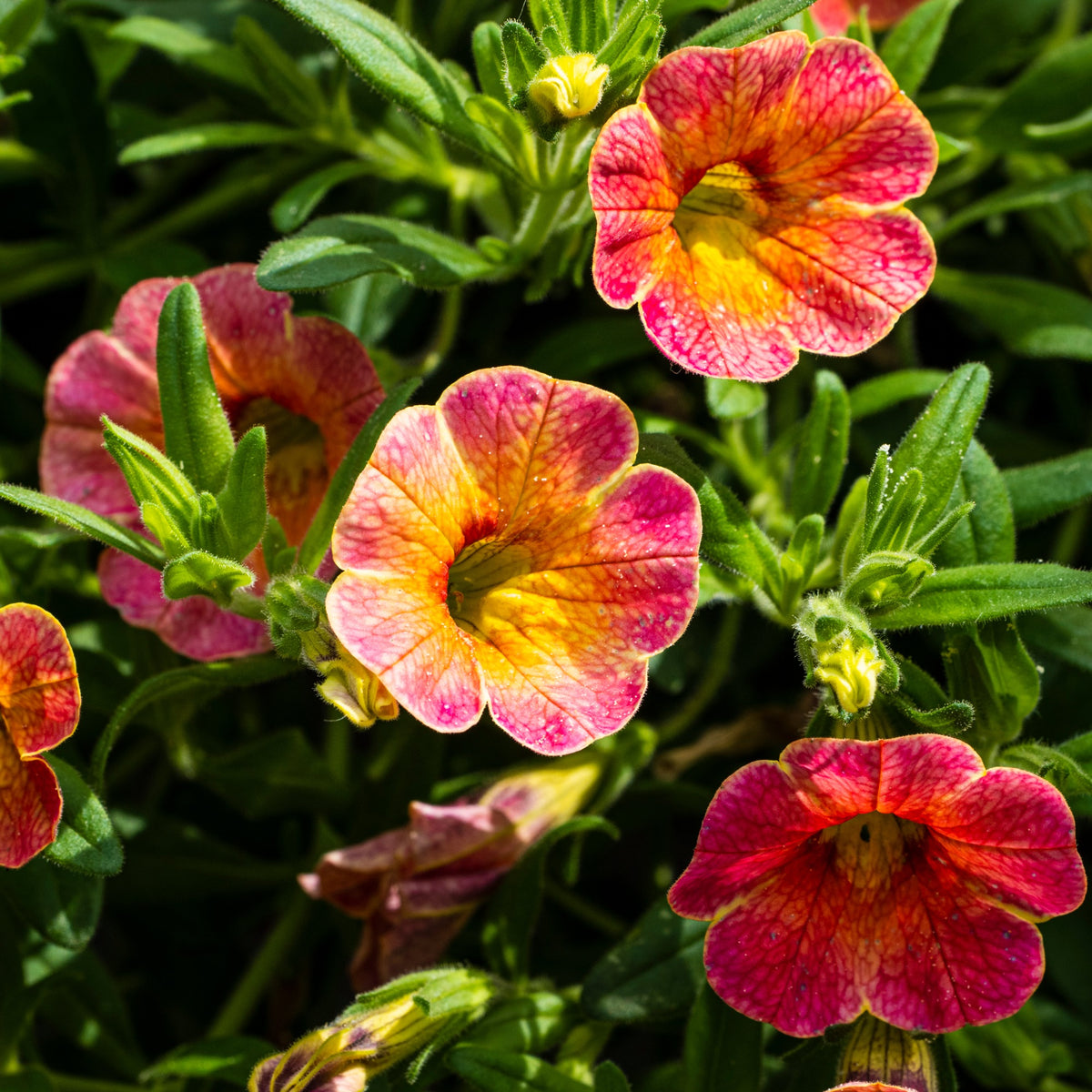 3 Pétunias retombants jaunes roses - Petunia cascadias Indian Summer - Willemse