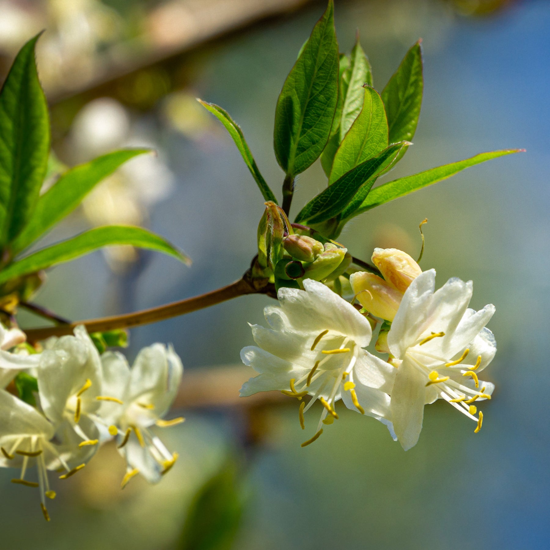 Chèvrefeuille d'hiver - Willemse