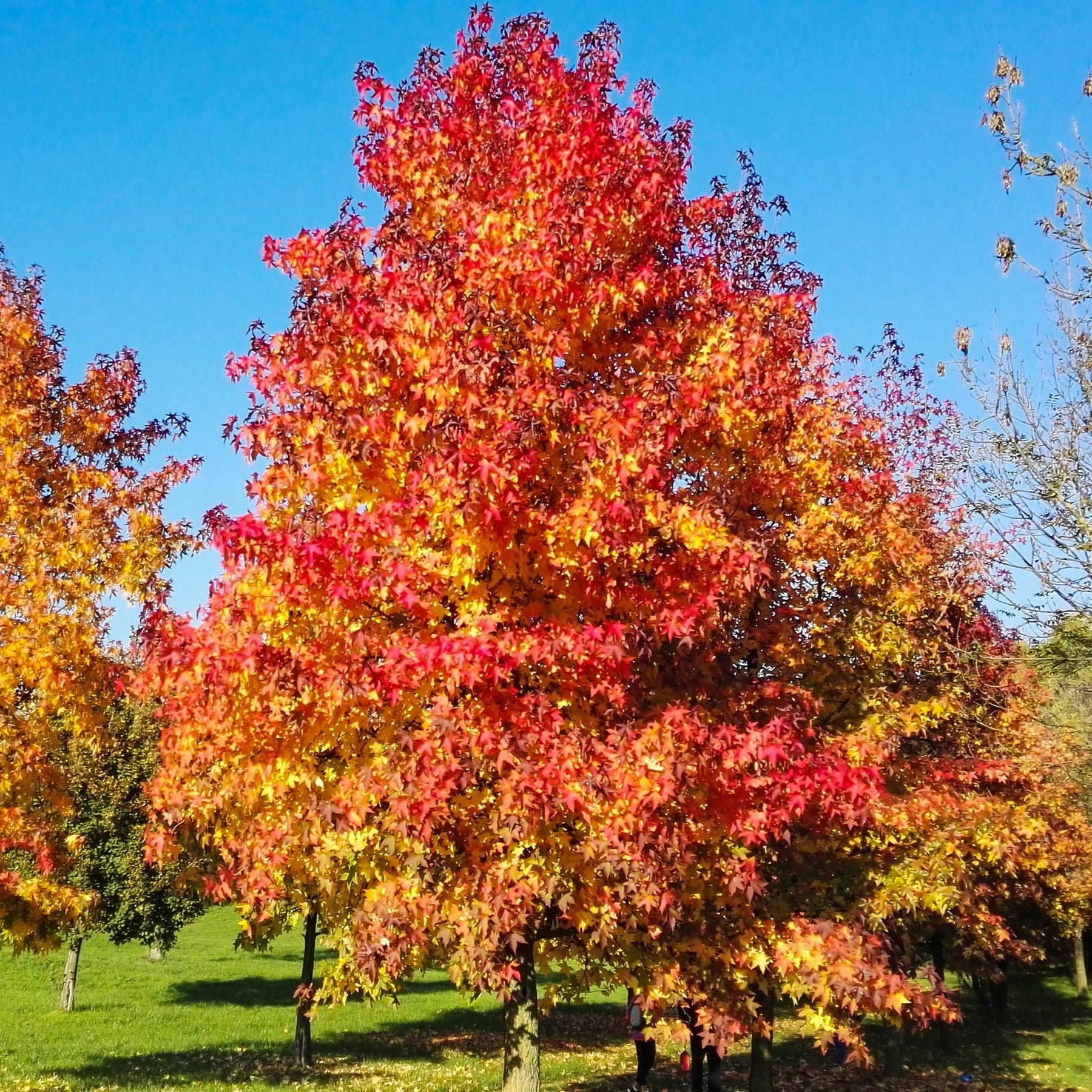 Copalme d'Amérique - Liquidambar - Willemse
