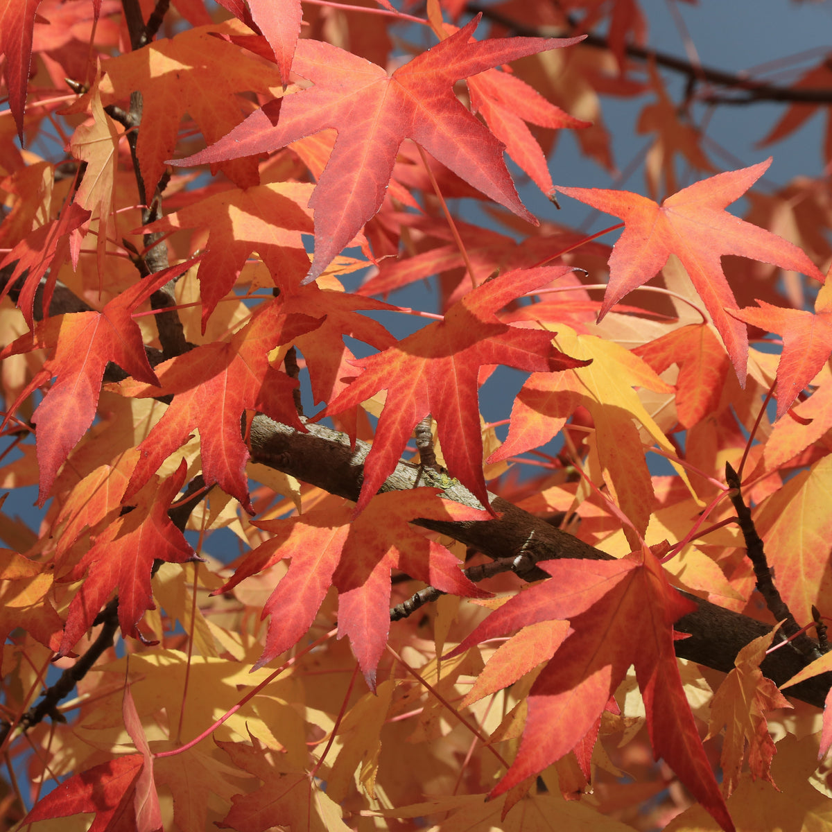 Copalme d'Amérique - Liquidambar - Liquidambar styraciflua - Willemse