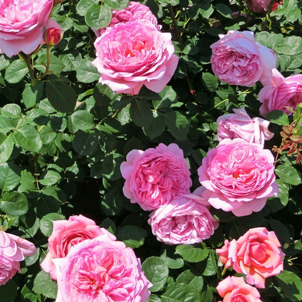 Rosier anglais Her's Ausgreen ® - Rosa her's ausgreen ® (ausblush) - Willemse