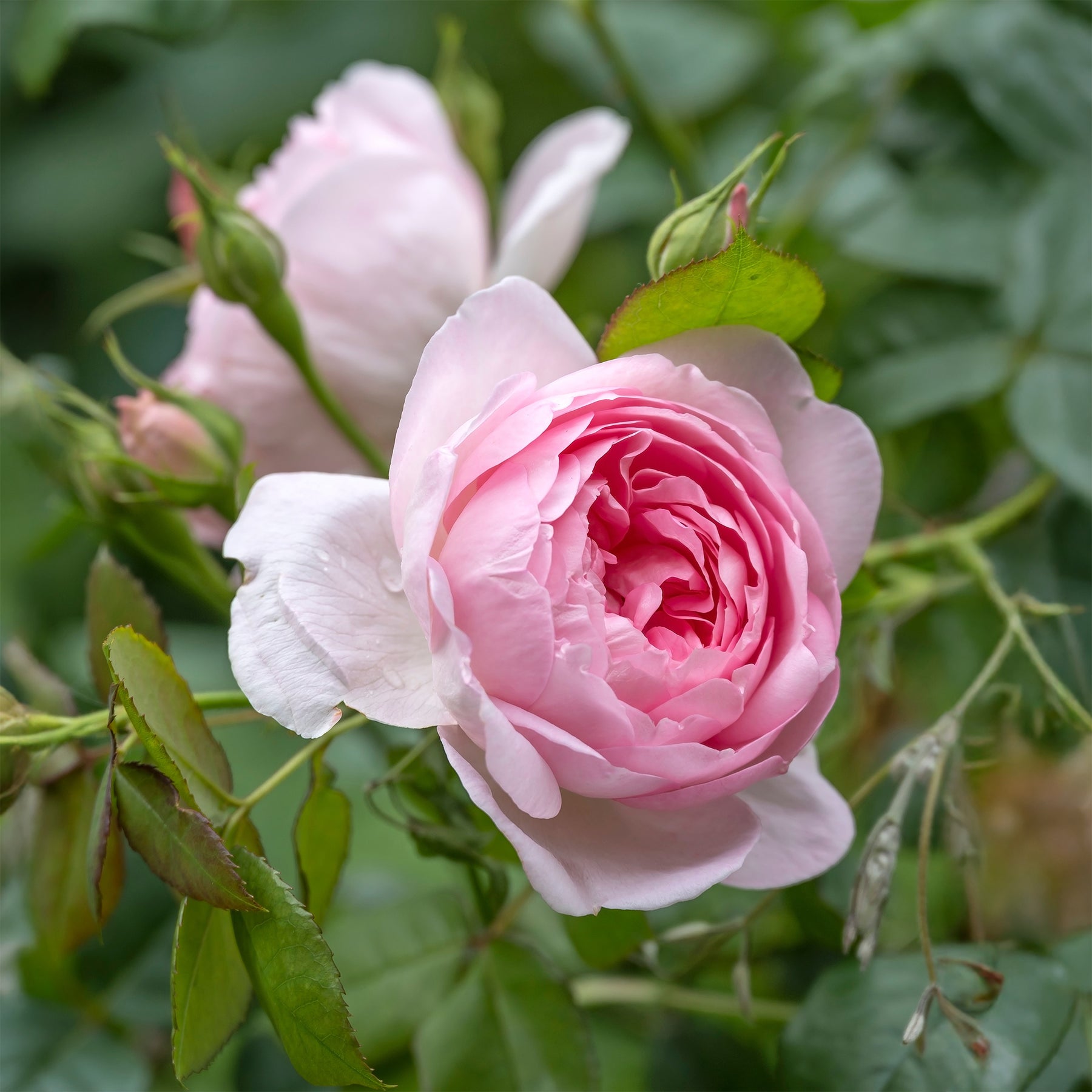 Rosa her's ausgreen ® (ausblush) - Rosier anglais Her's Ausgreen ® - Rosiers arbustifs