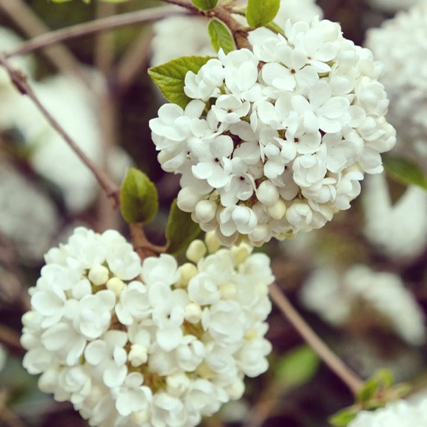 Viburnum eskimo - Viorne Boule de neige sur tige - Viornes
