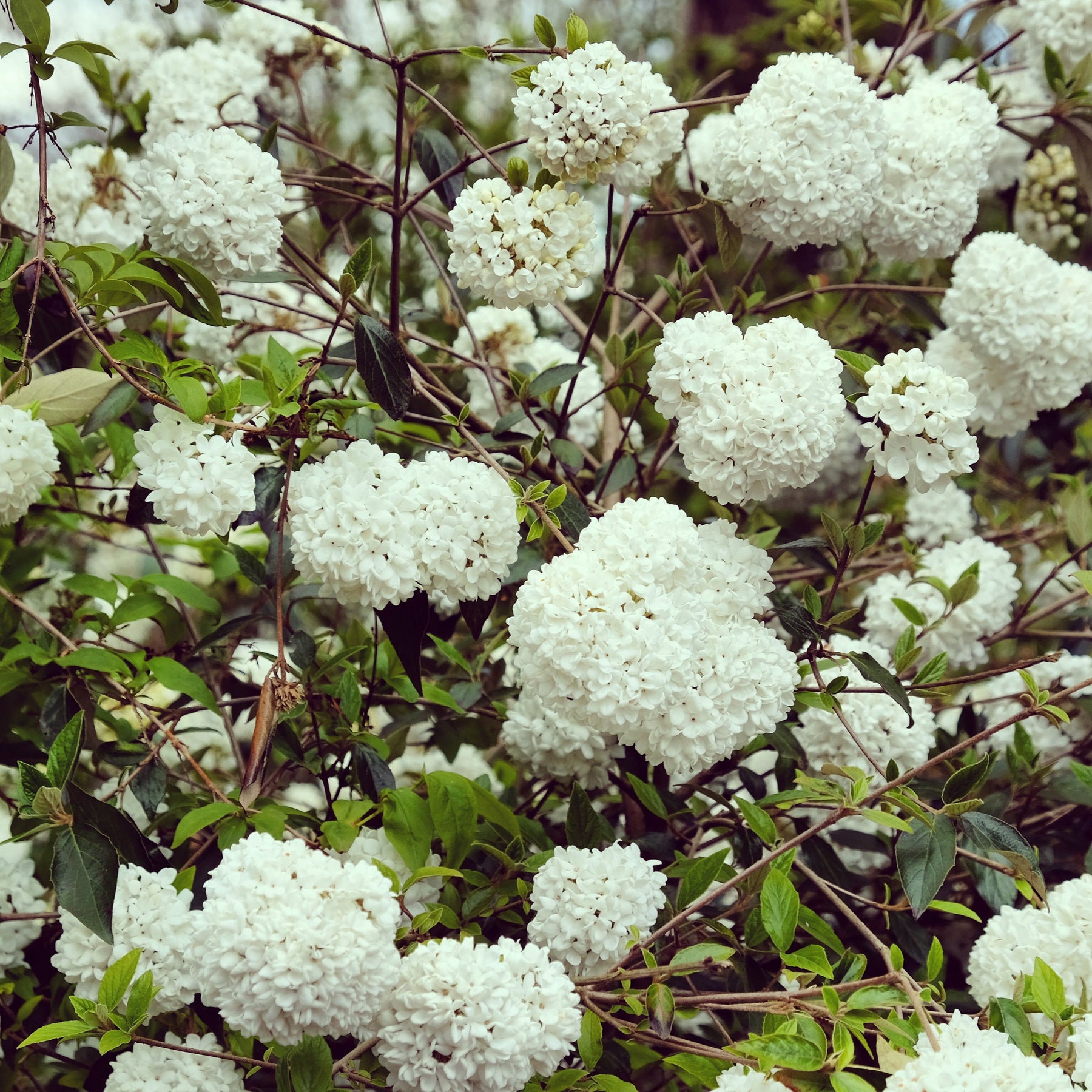 Viornes - Viorne Boule de neige sur tige - Viburnum eskimo