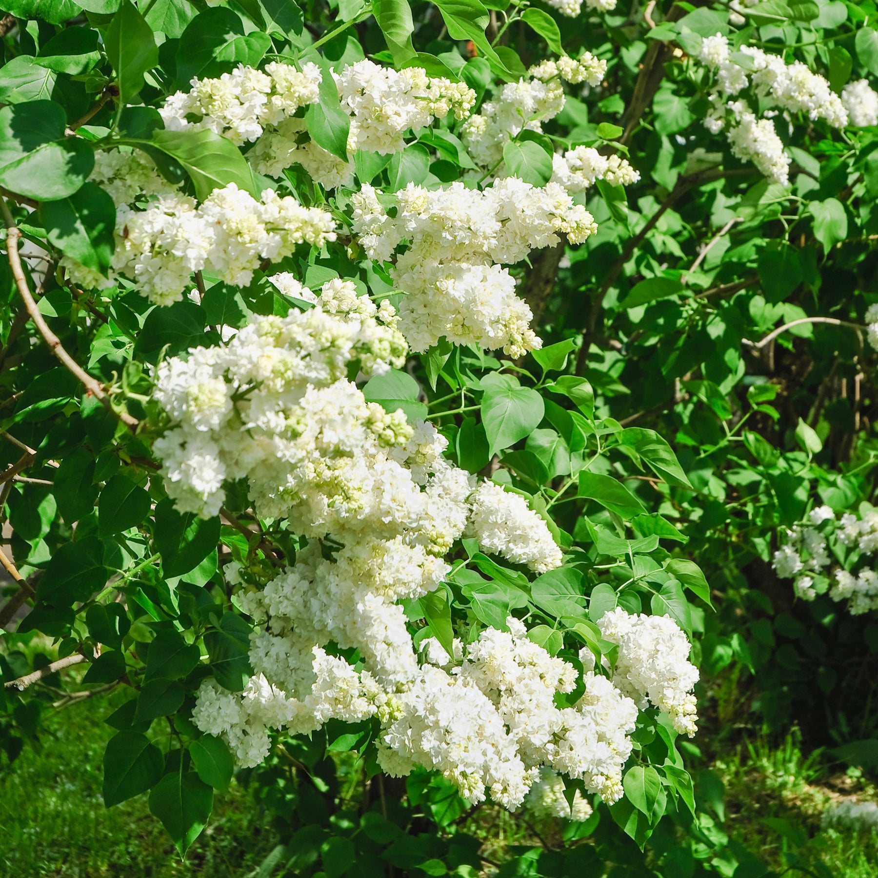 Lilas double blanc - Syringa vulgaris Madame Lemoine - Willemse