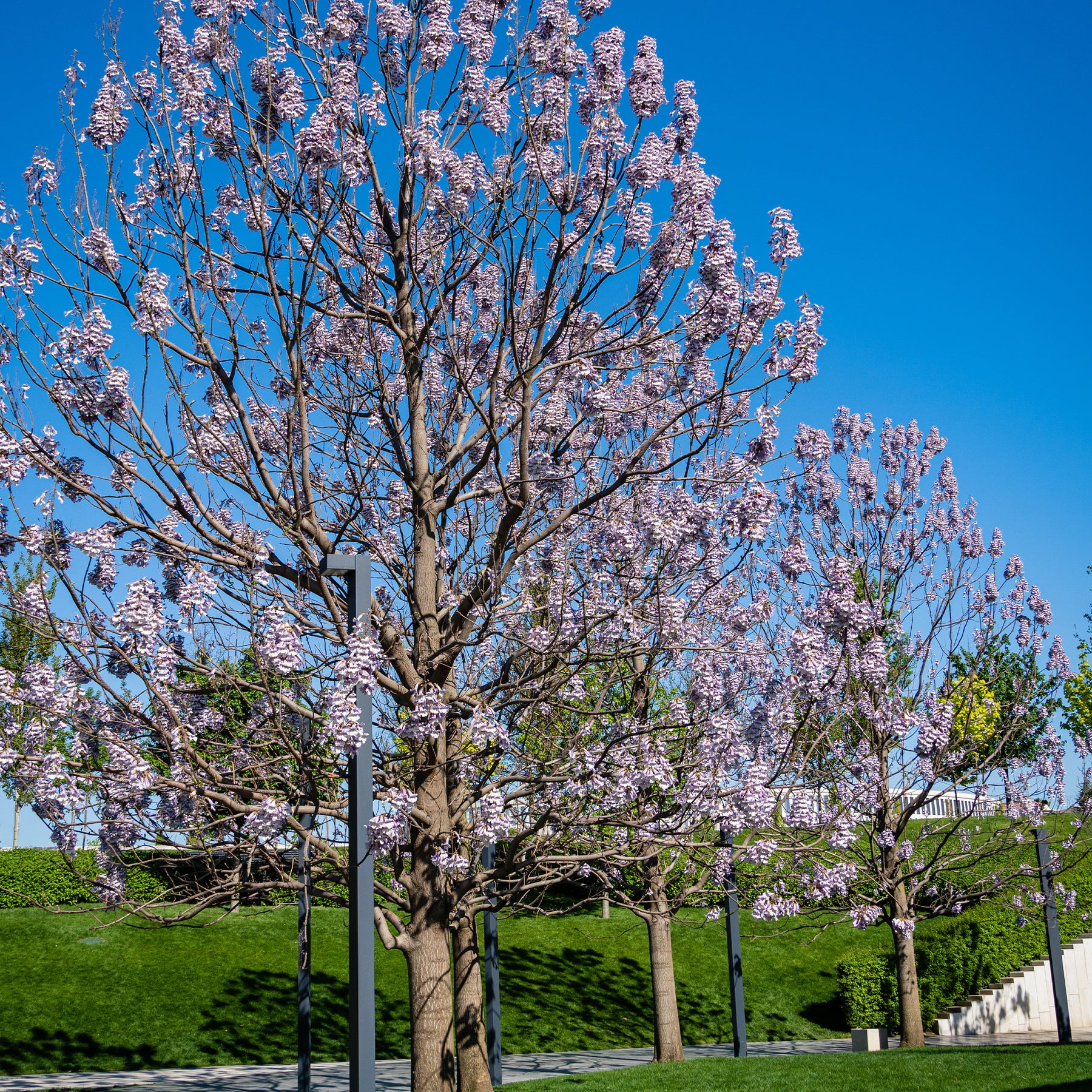 L'Arbre impérial - Paulownia - Paulownia tomentosa - Willemse