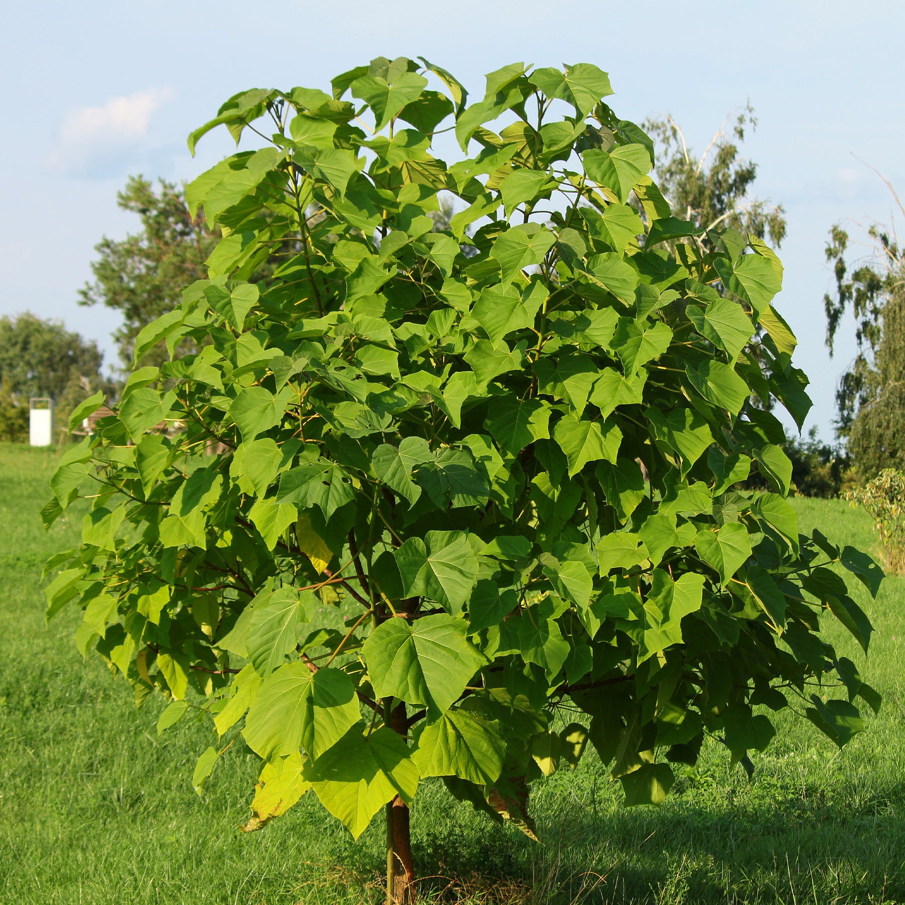 Vente L'Arbre impérial - Paulownia