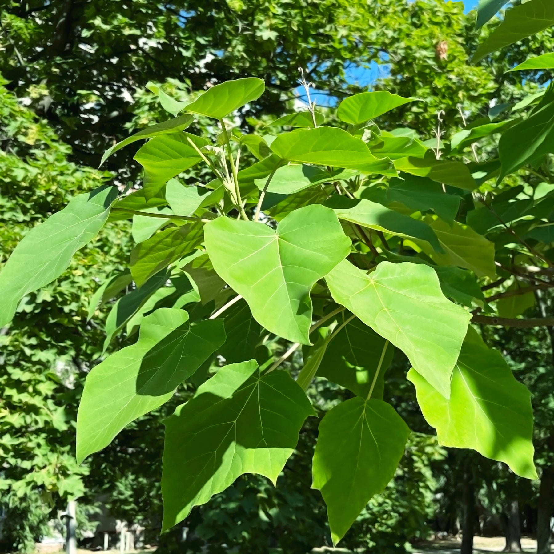 L'Arbre impérial - Paulownia - Paulownia - Willemse