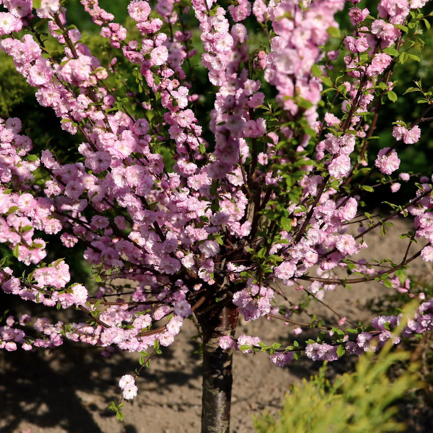 Amandier à fleurs sur tige - Willemse