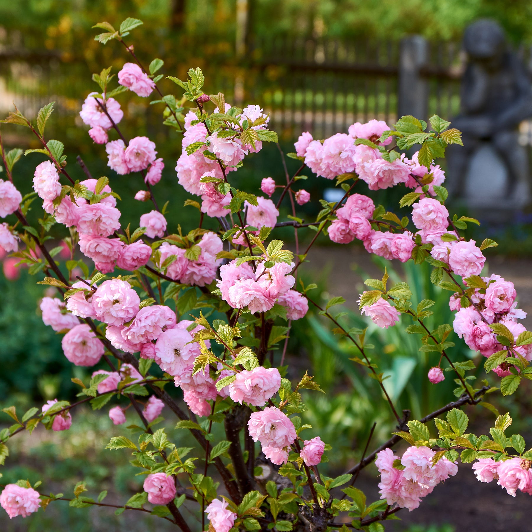 Prunus triloba - Amandier à fleurs sur tige - Arbres à fleurs