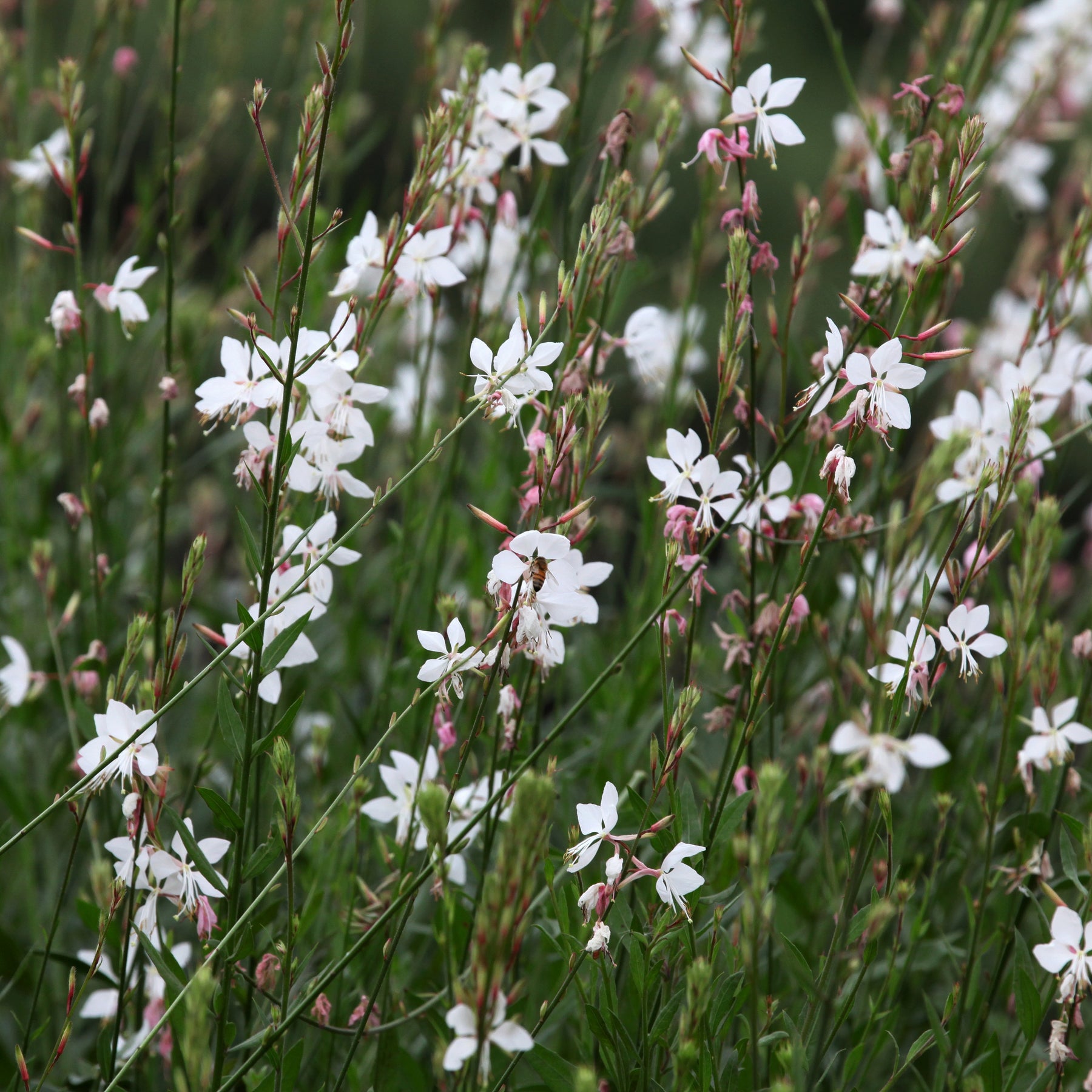 Collection de 7 plantes vivaces à feuillages originaux - Collections de vivaces - Willemse
