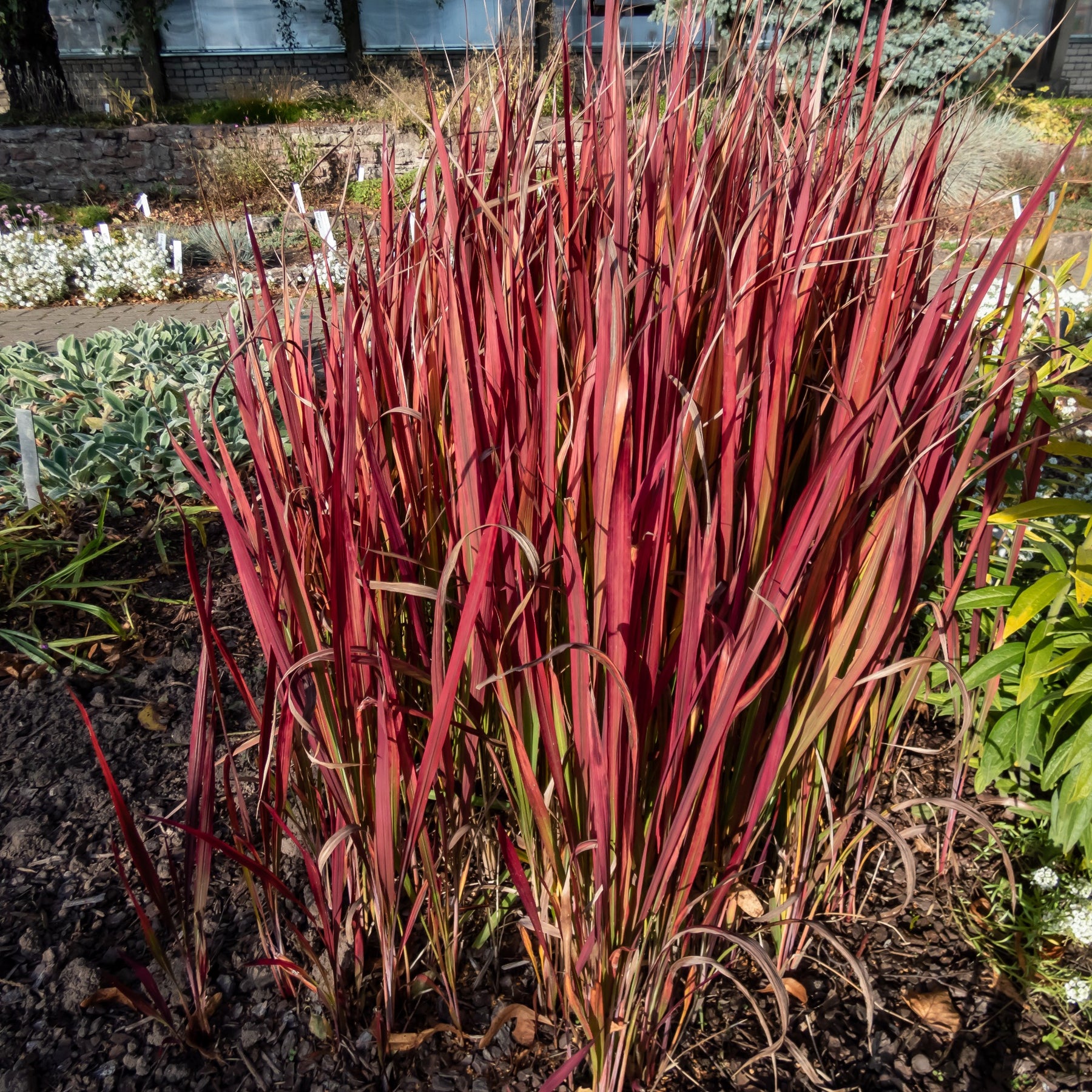 Graminées - 3 Graminées colorées en mélange - Imperata cylindrica Red Baron, Carex oshimensis Evergreen, Festuca glauca