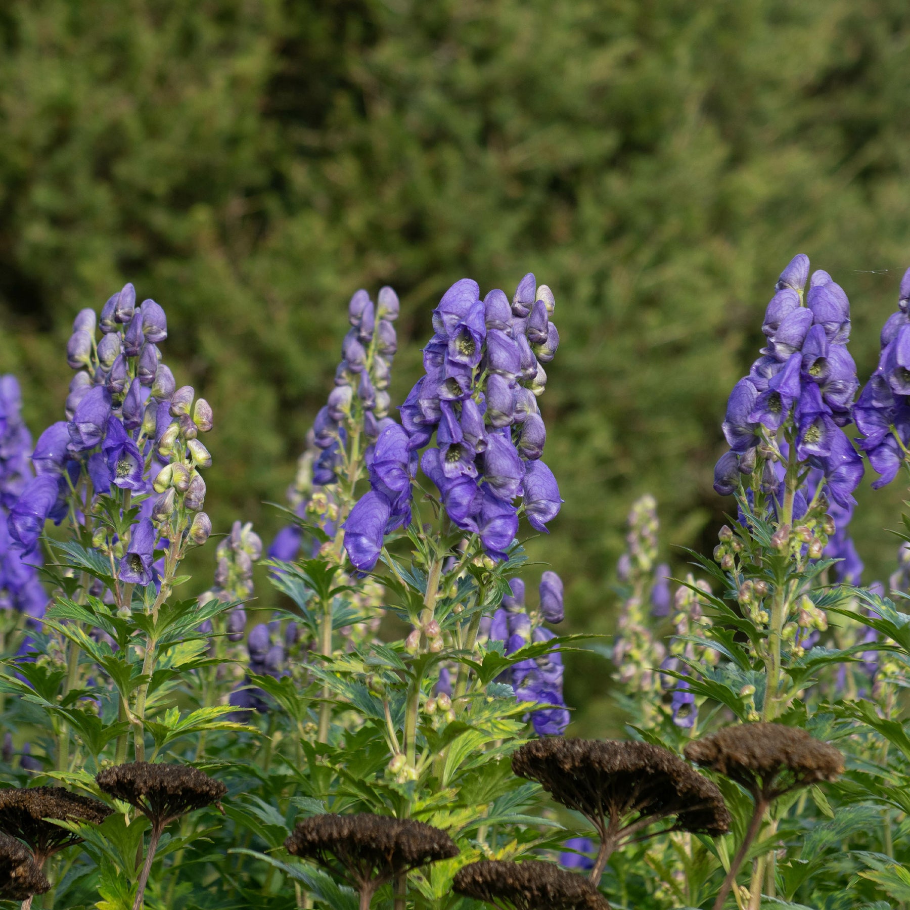 Vente Massif fleuri facile - 8 plantes vivaces - Superficie environ 1,5 m²