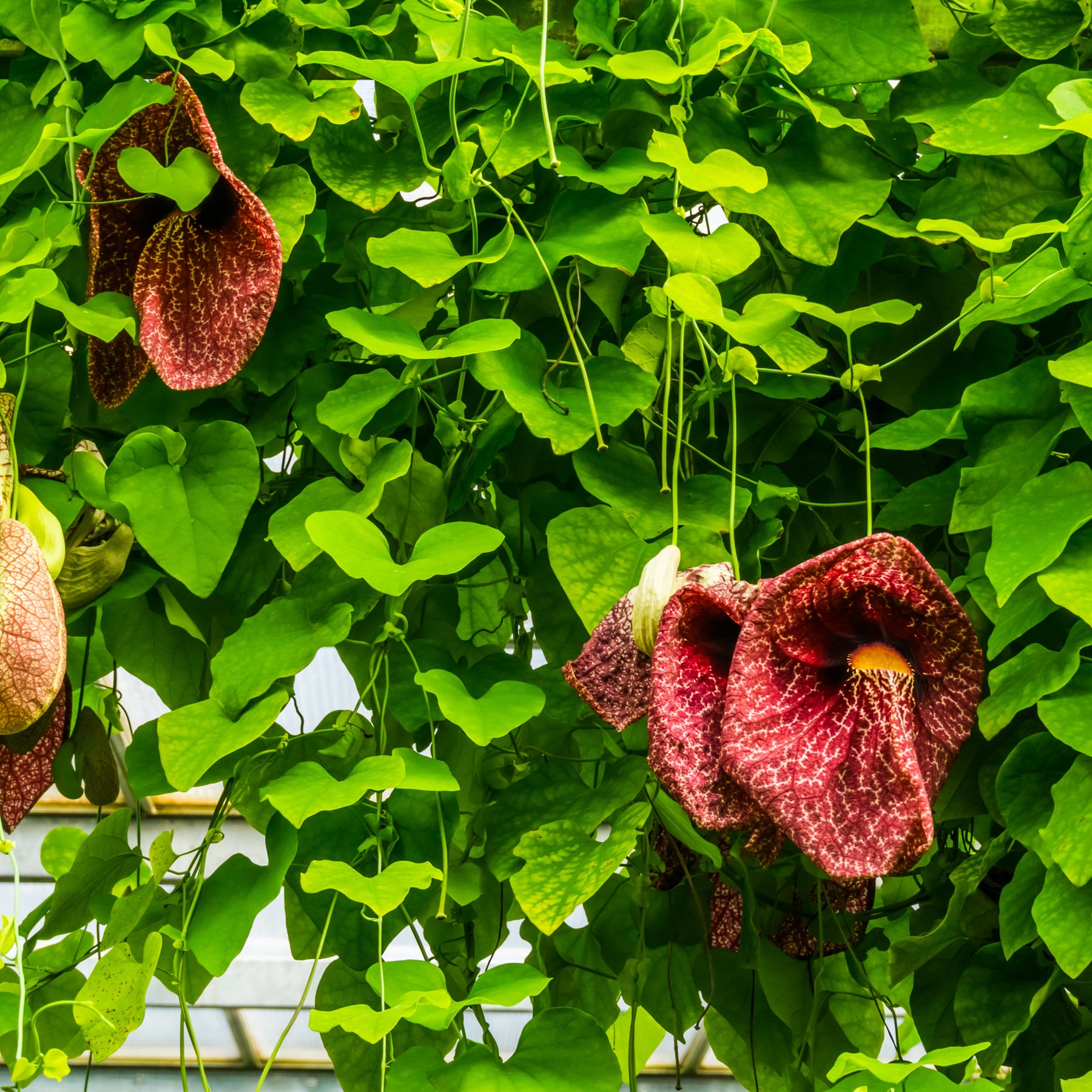 Aristoloche - Aristolochia macrophylla - Willemse