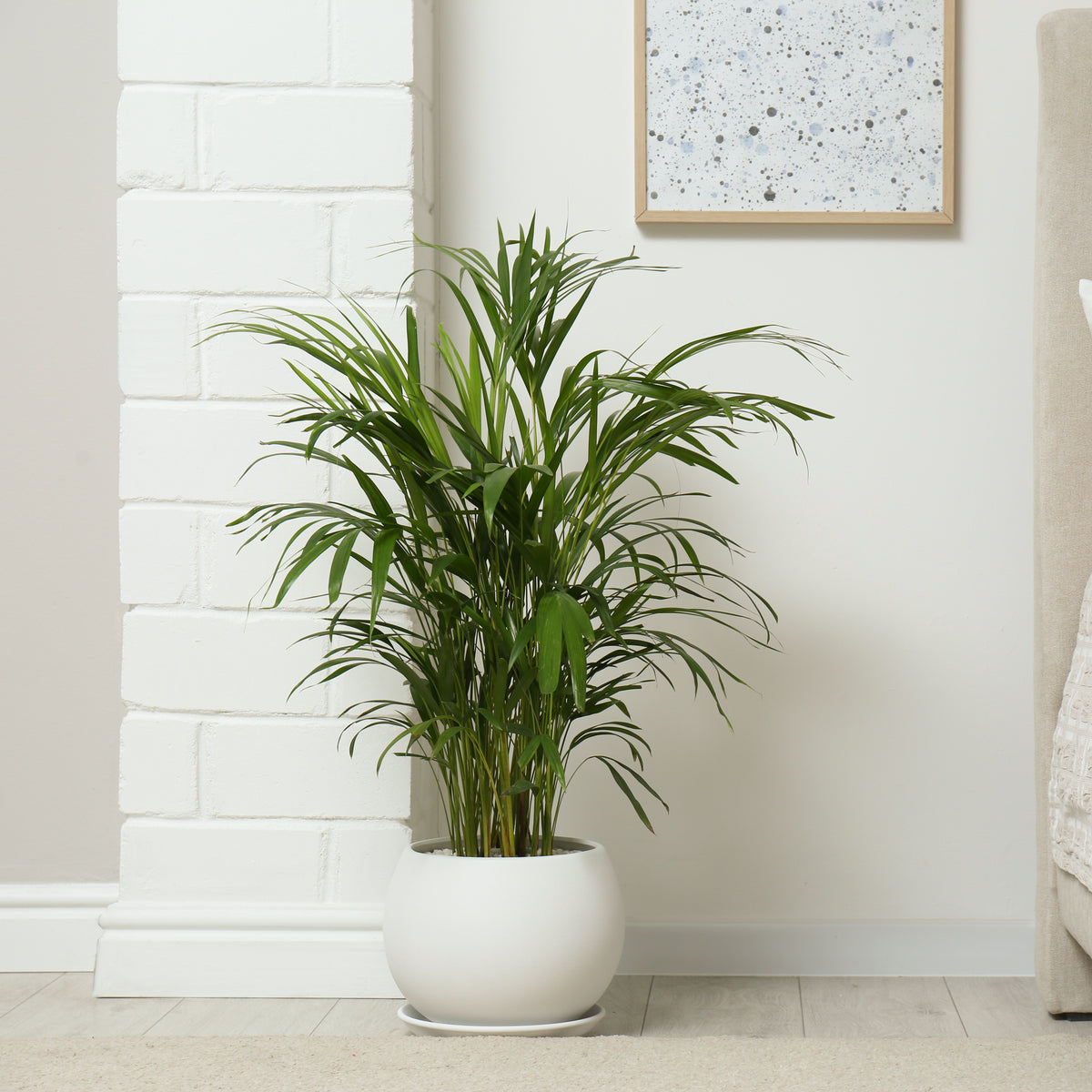 Areca - Palmier d'intérieur - Dypsis lutescens - Willemse