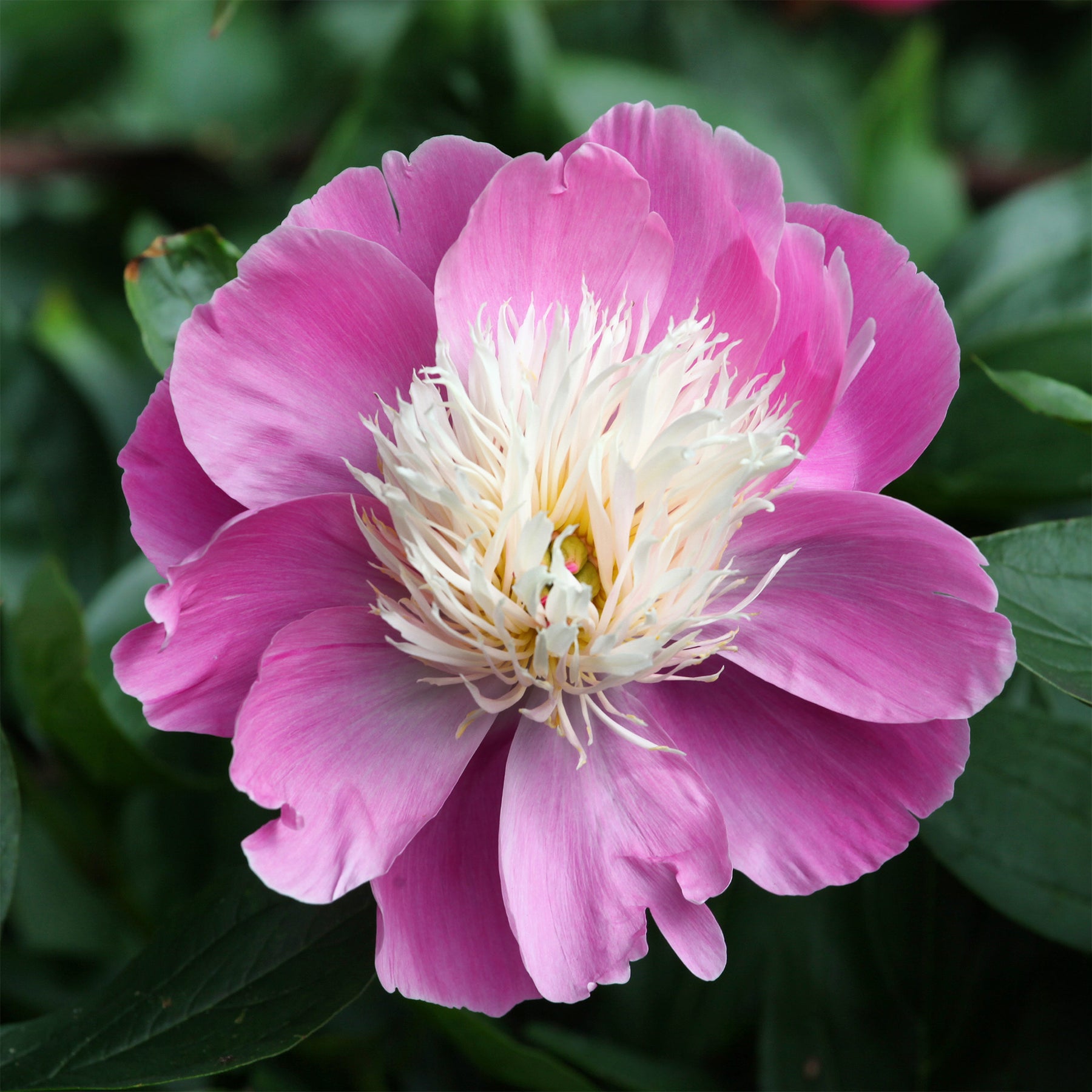 Pivoine Bowl of Beauty - Paeonia lactiflora bowl of beauty - Willemse
