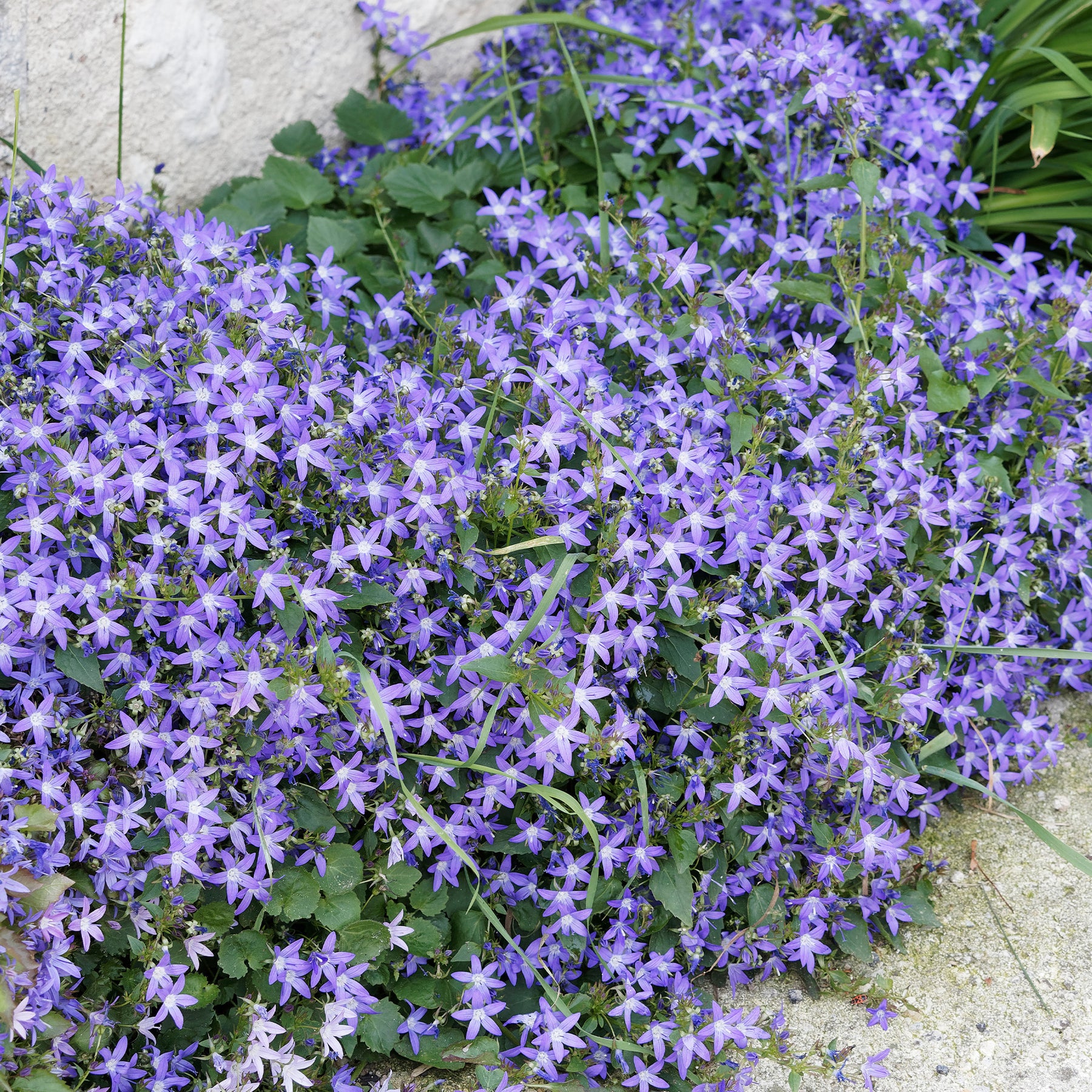 Saponaria ocymoides, Campanula poscharskyana, Sedum acre, Phlox subulata - Collection de 15 plantes vivaces rampantes - 2 m² - Saponaire