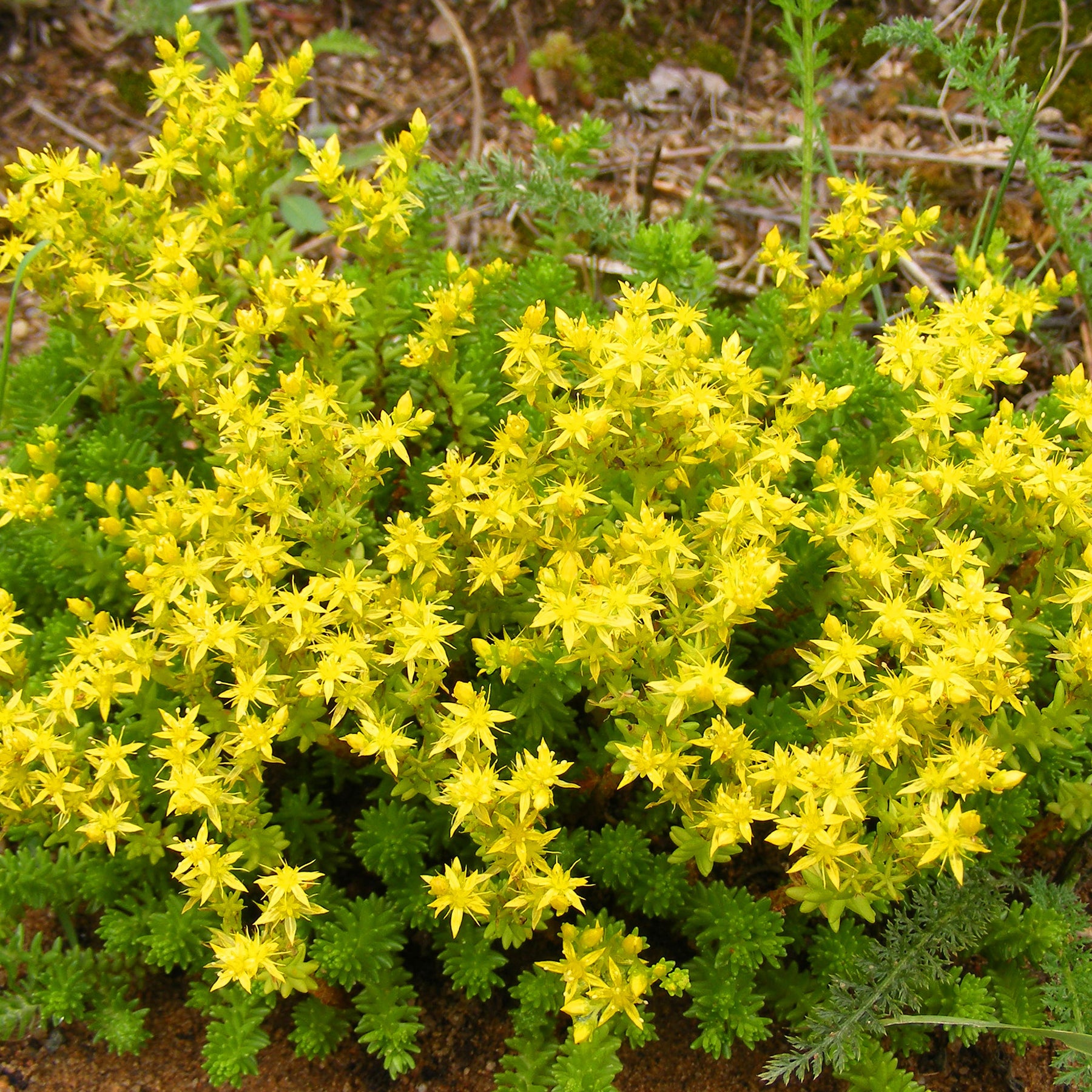 Saponaire - Collection de 15 plantes vivaces rampantes - 2 m² - Saponaria ocymoides, Campanula poscharskyana, Sedum acre, Phlox subulata