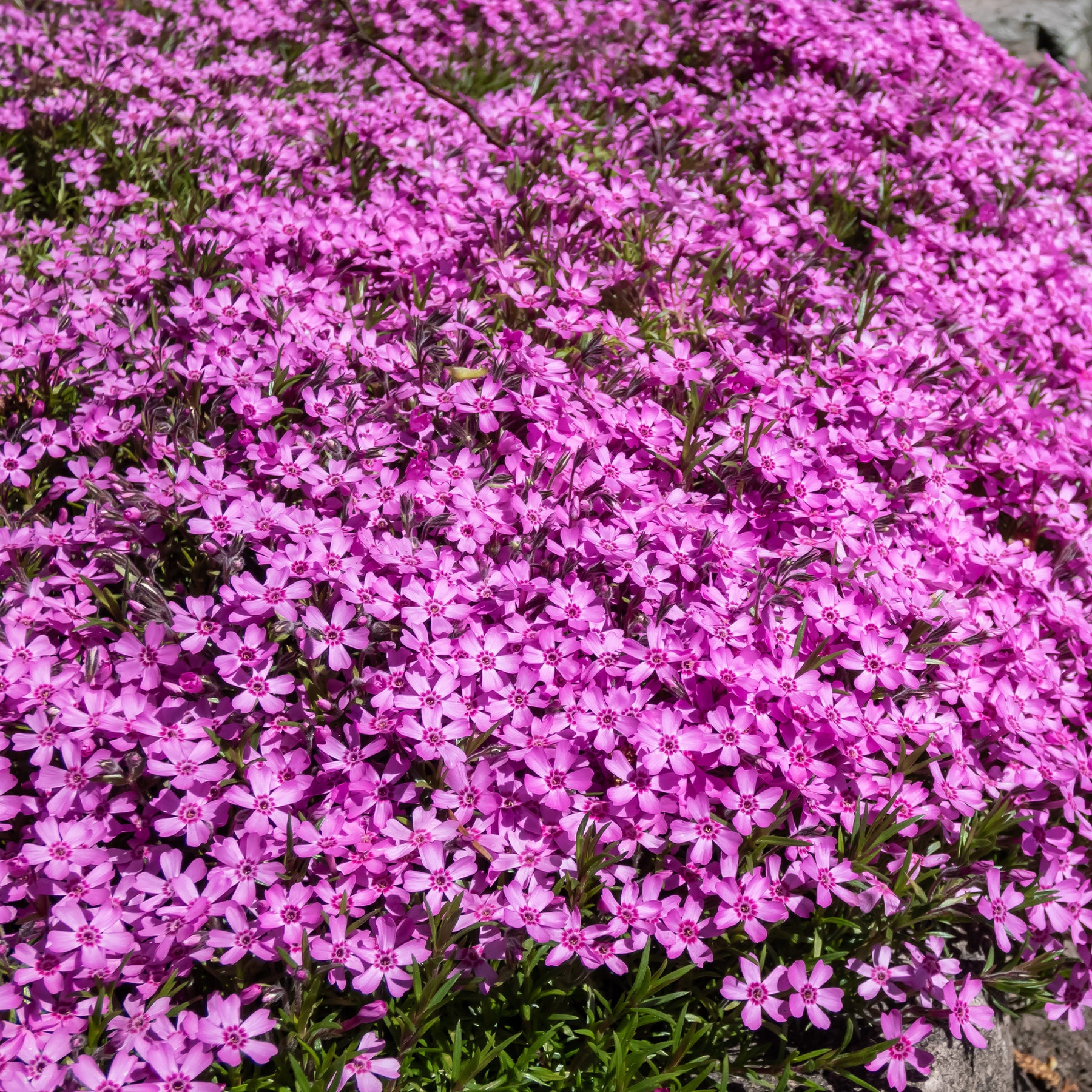 Vente Collection de 15 plantes vivaces rampantes - 2 m² - Saponaria ocymoides, Campanula poscharskyana, Sedum acre, Phlox subulata