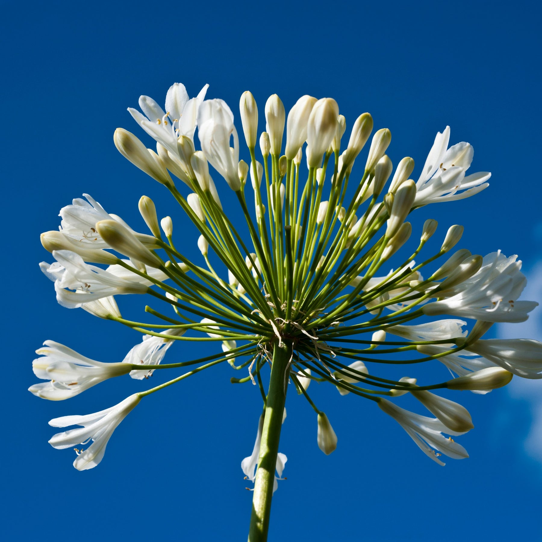 Vente Collection de 7 plantes vivaces pour jardins et pots