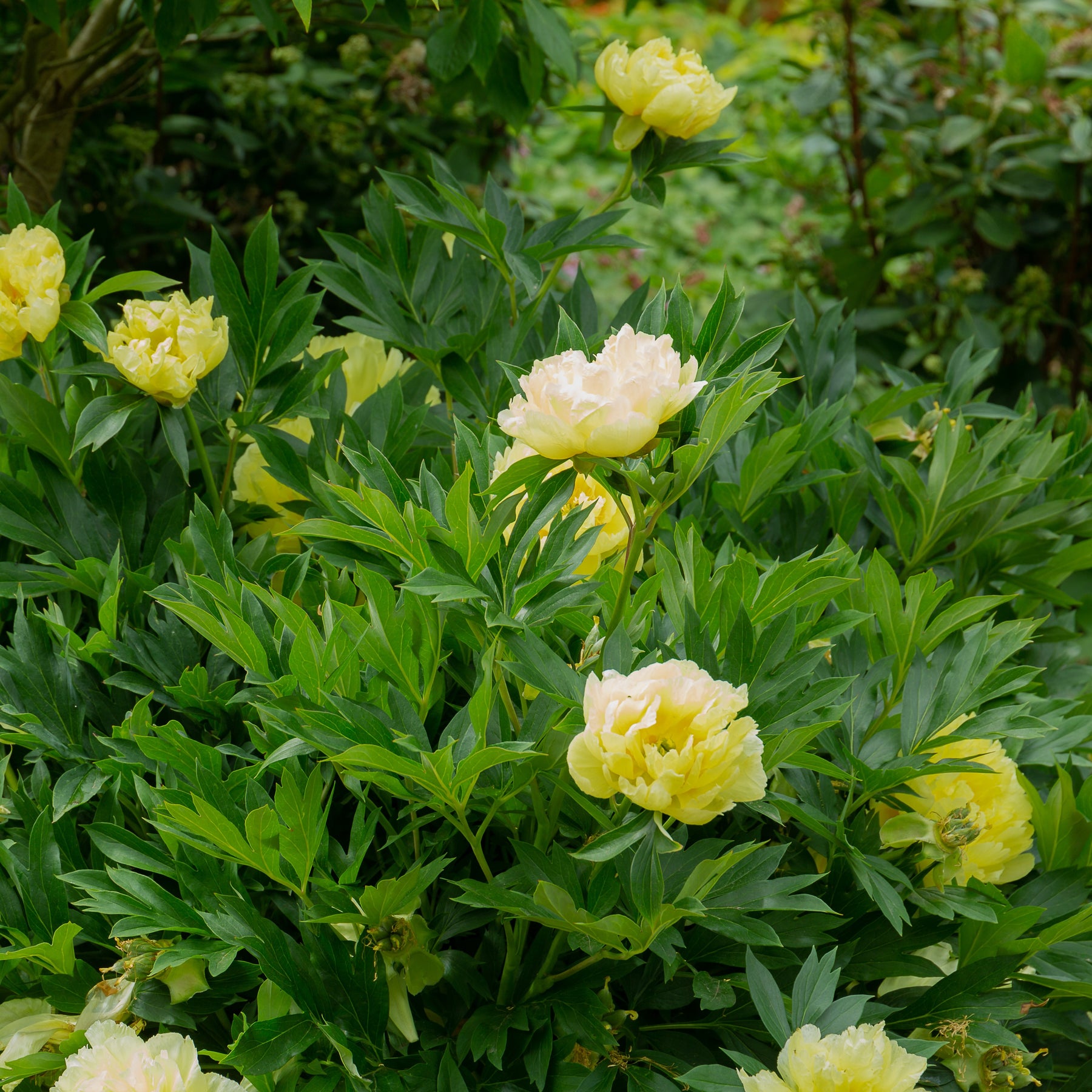 Pivoine Itoh Bartzella - Paeonia itoh bartzella - Willemse