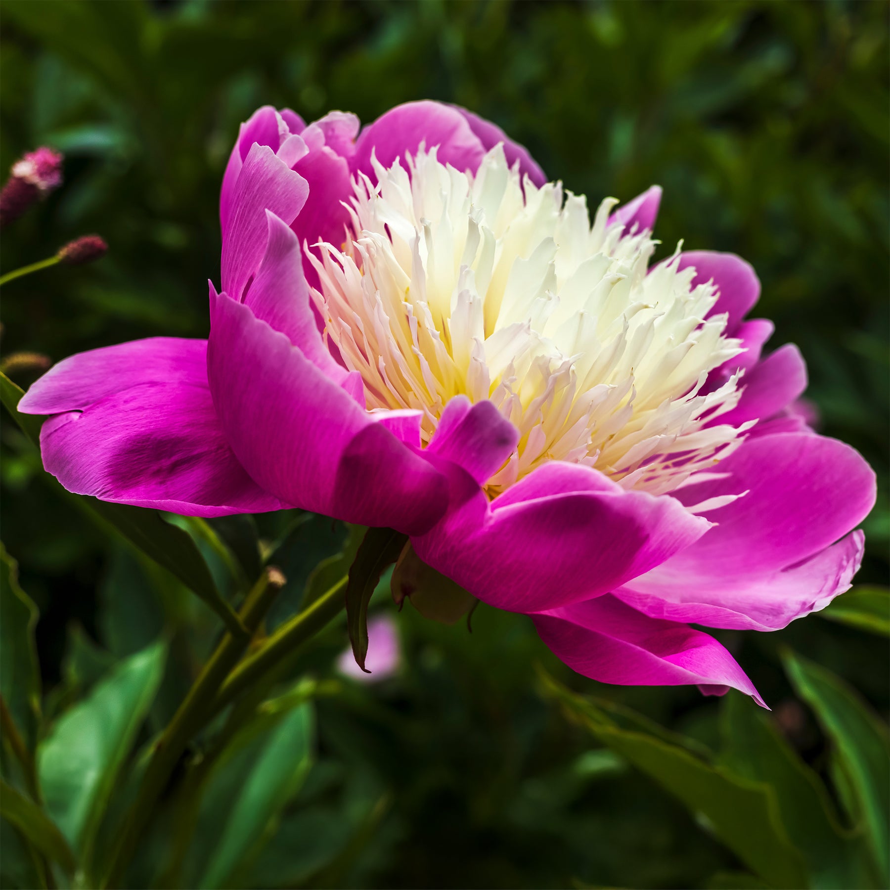 Pivoines - Pivoine Fantastique - Paeonia Fantastic