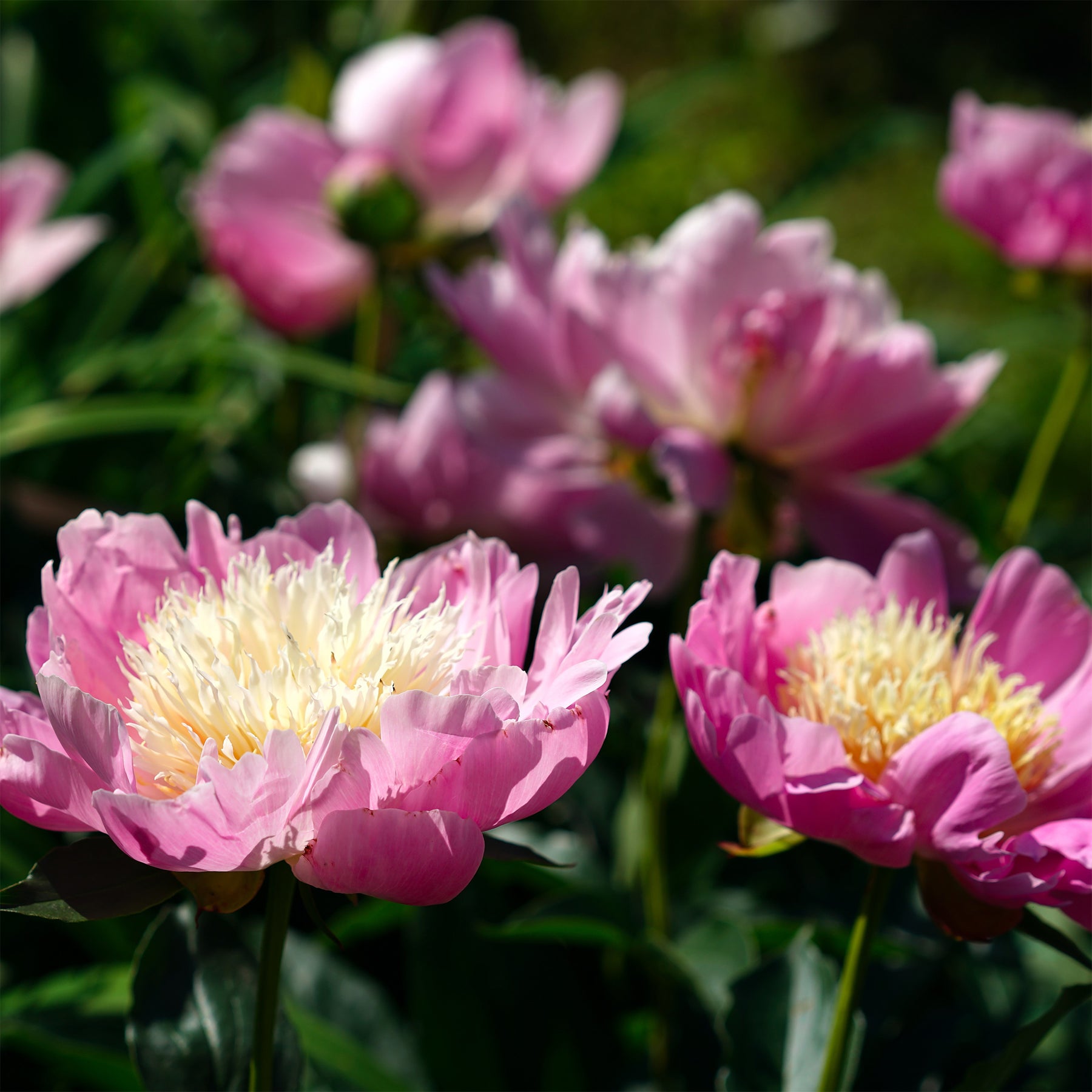 Vente Pivoine Fantastique - Paeonia Fantastic