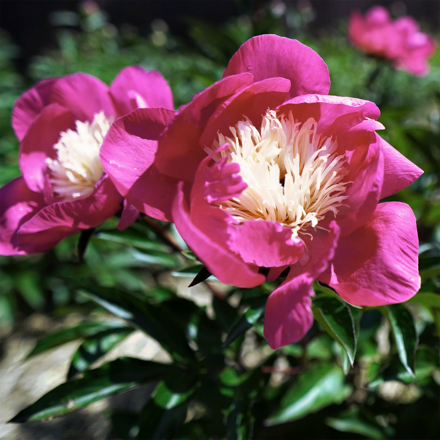 Pivoine Fantastique - Pivoines - Willemse