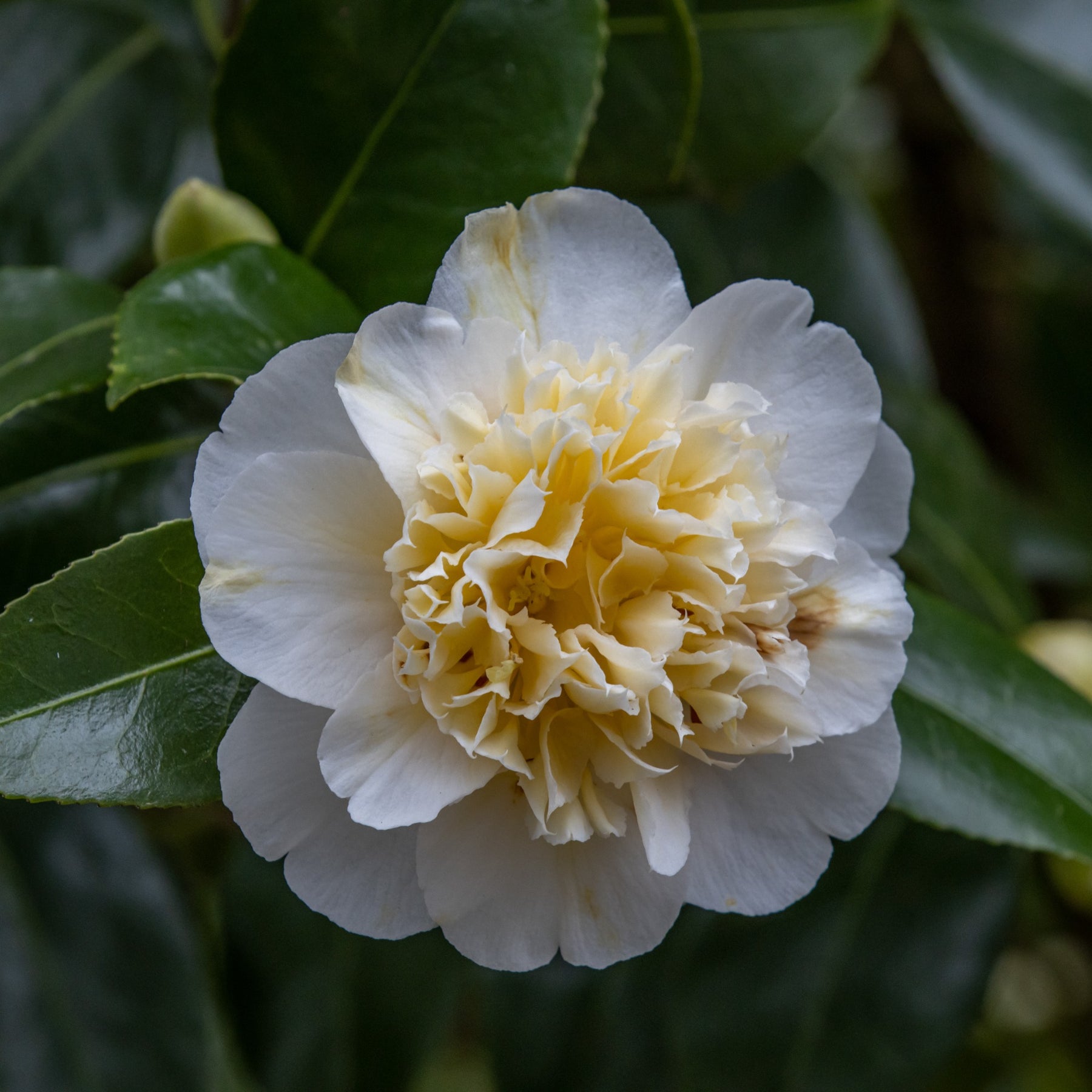 Camellia japonica Brushfields Yellow - Camélia du Japon à fleurs doubles blanche - Camélias