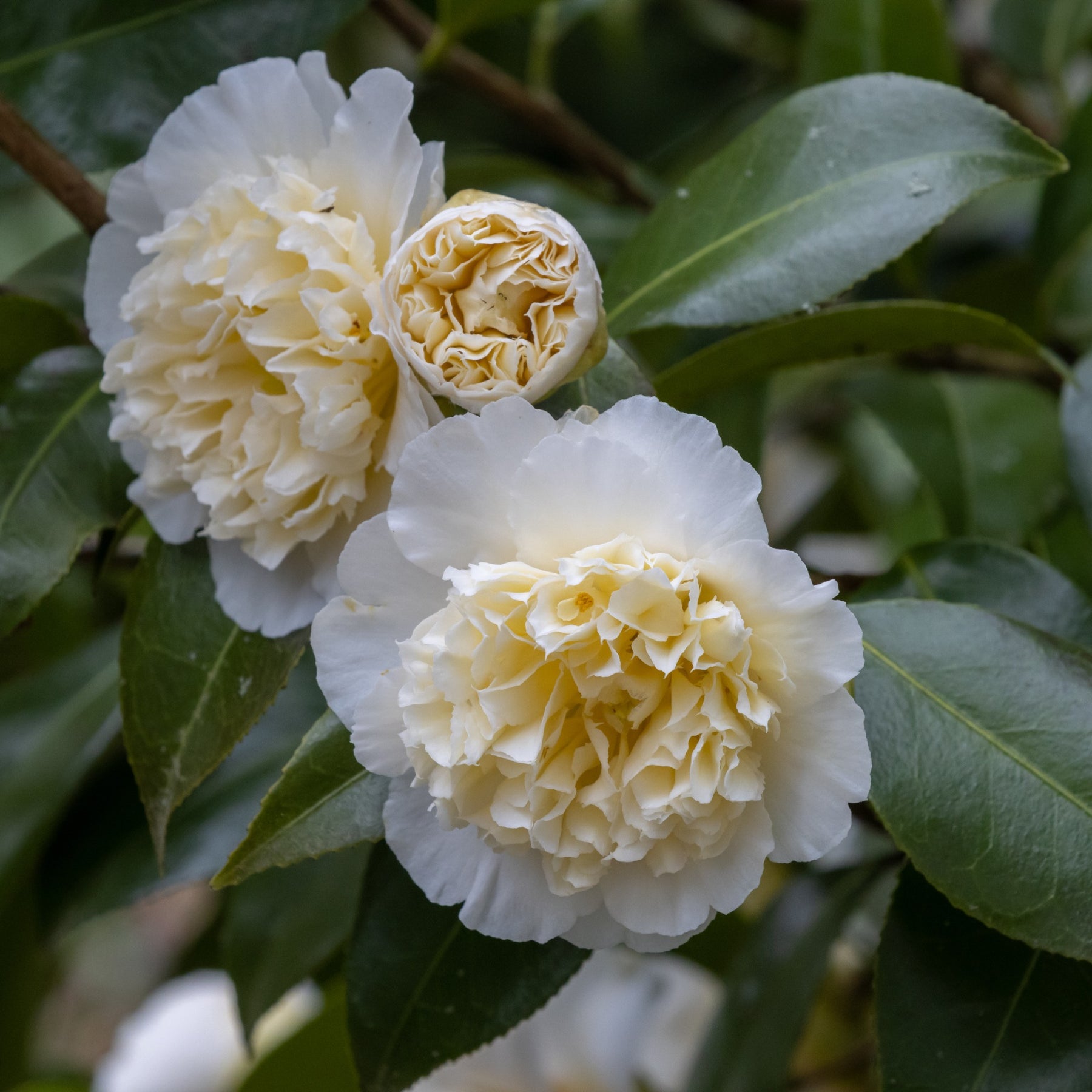 Camélias - Camélia du Japon à fleurs doubles blanche - Camellia japonica Brushfields Yellow