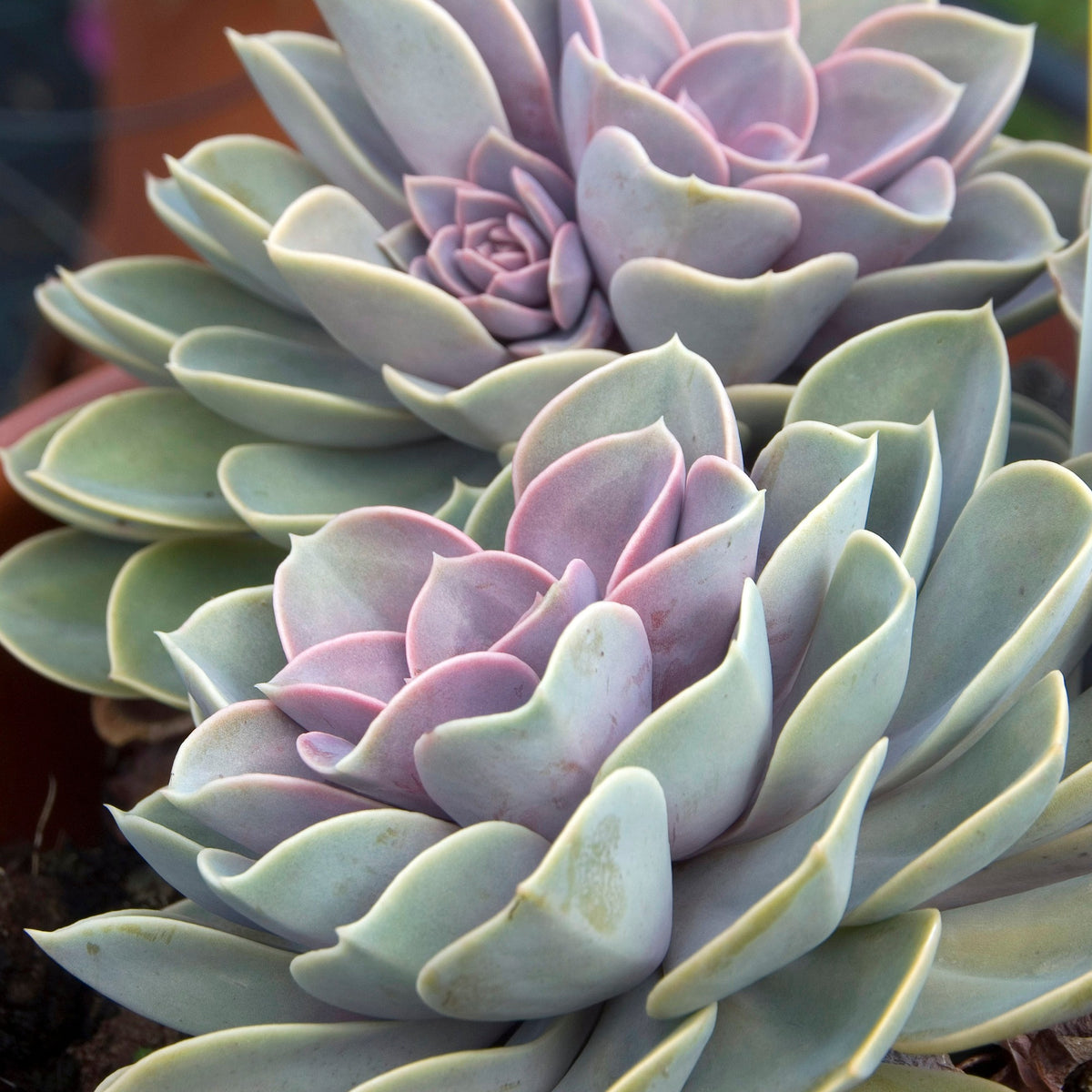 Echeveria pearl von Nuernberg - Echeveria Pearl Von Nuernberg - Willemse