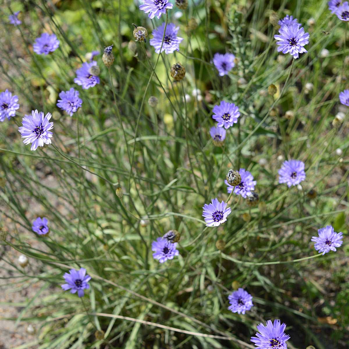 Catananche bleue - Cupidone - Catananche caerulea - Willemse
