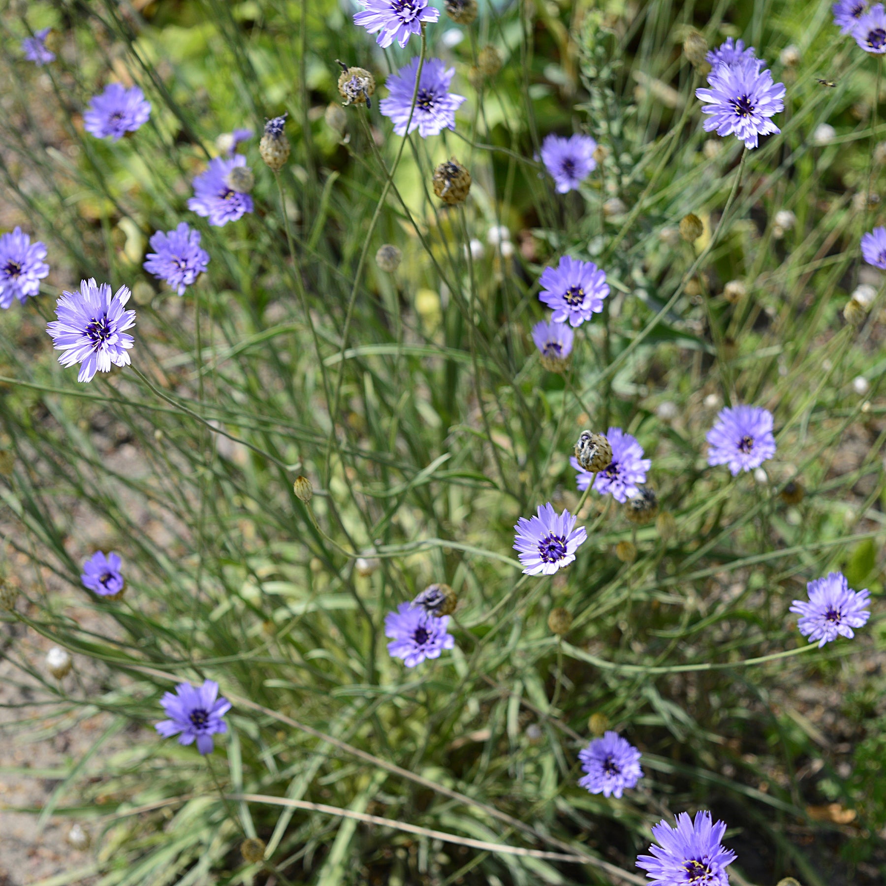 Catananche bleue - Cupidone - Catananche caerulea - Willemse