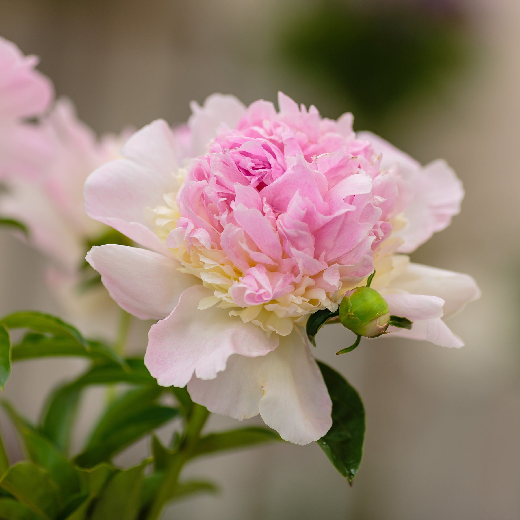 Paeonia lactiflora Raspberry Sundae - Pivoine Raspberry Sundae - Pivoines