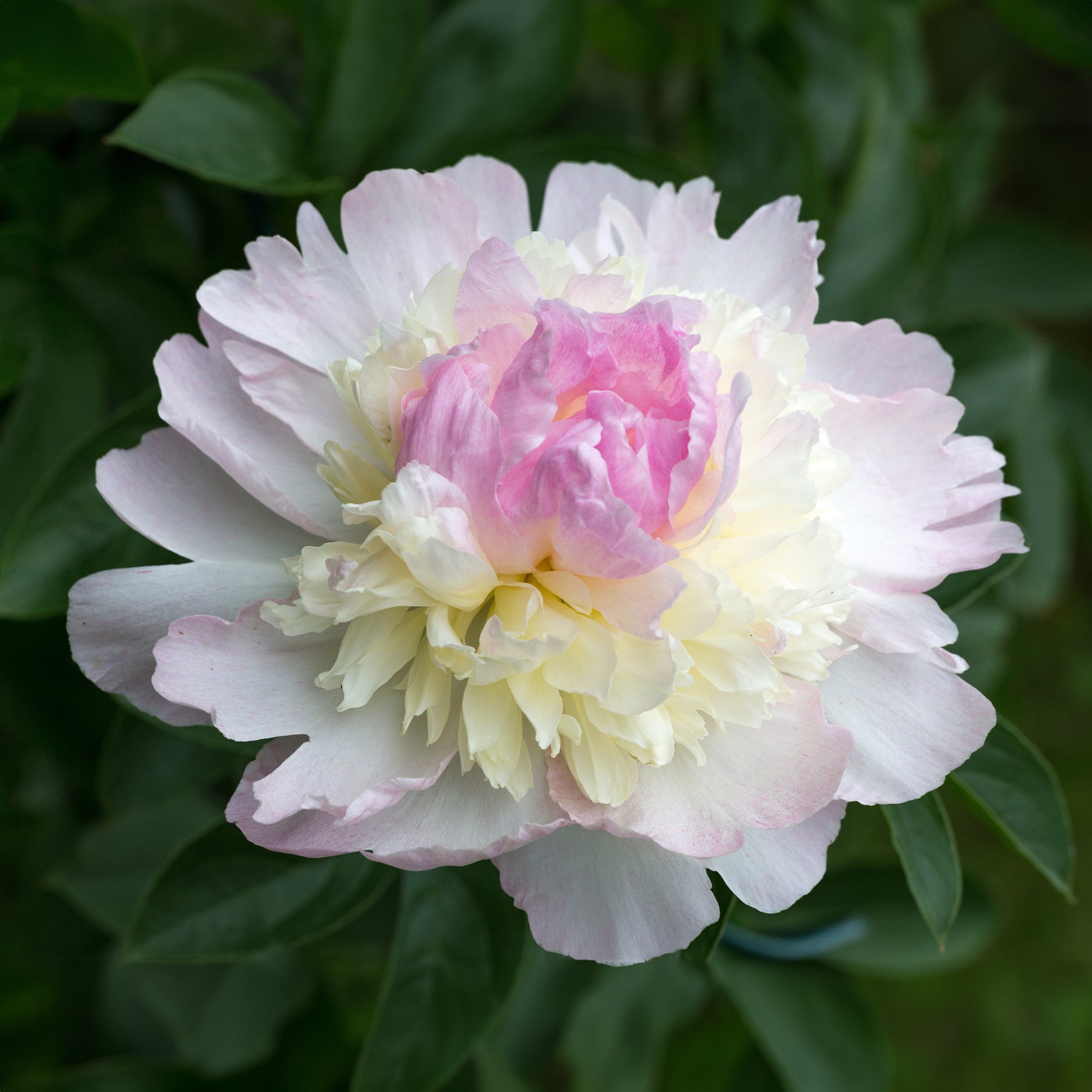 Pivoine Raspberry Sundae - Paeonia lactiflora Raspberry Sundae - Willemse